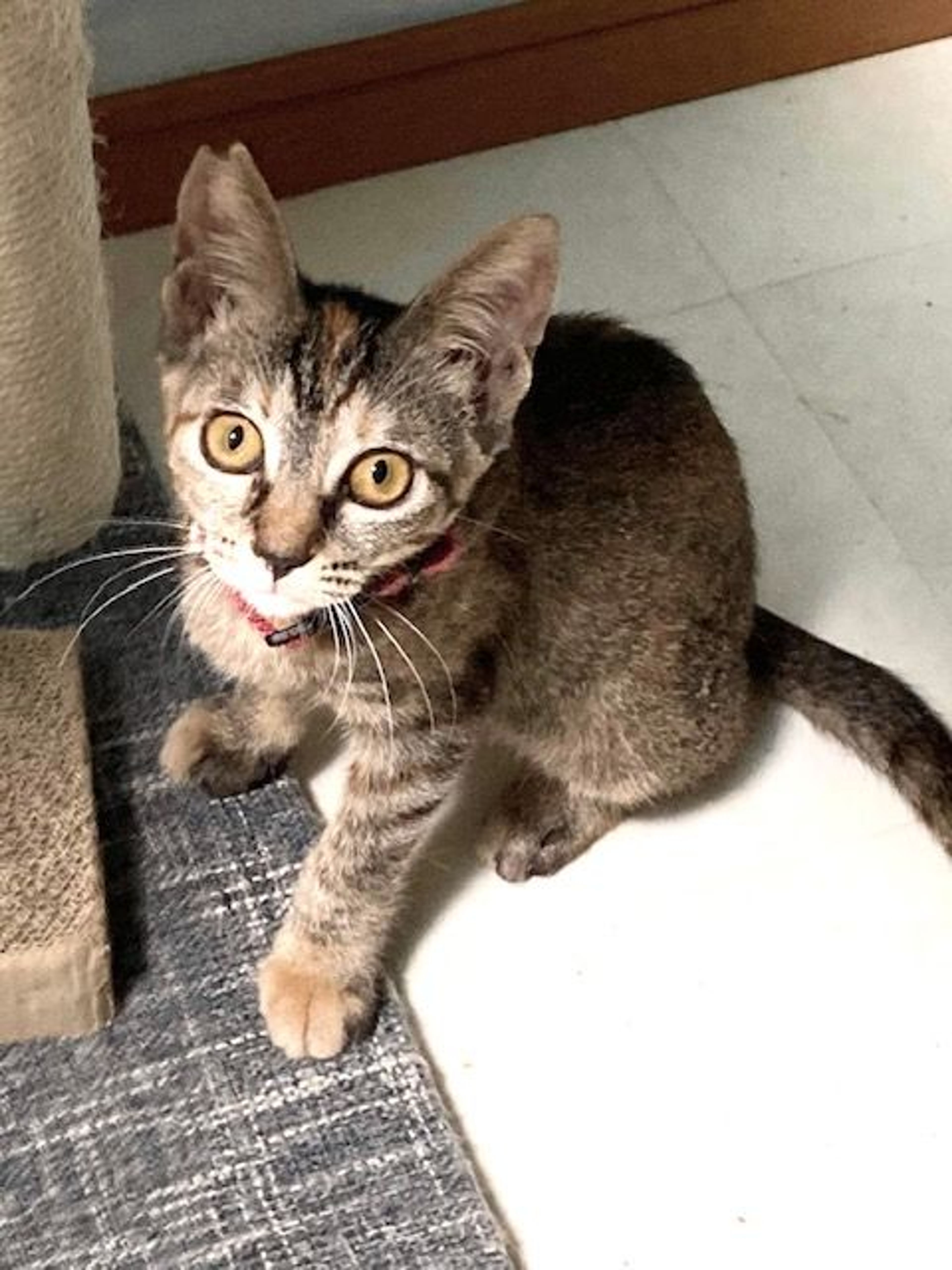 pet-image-4