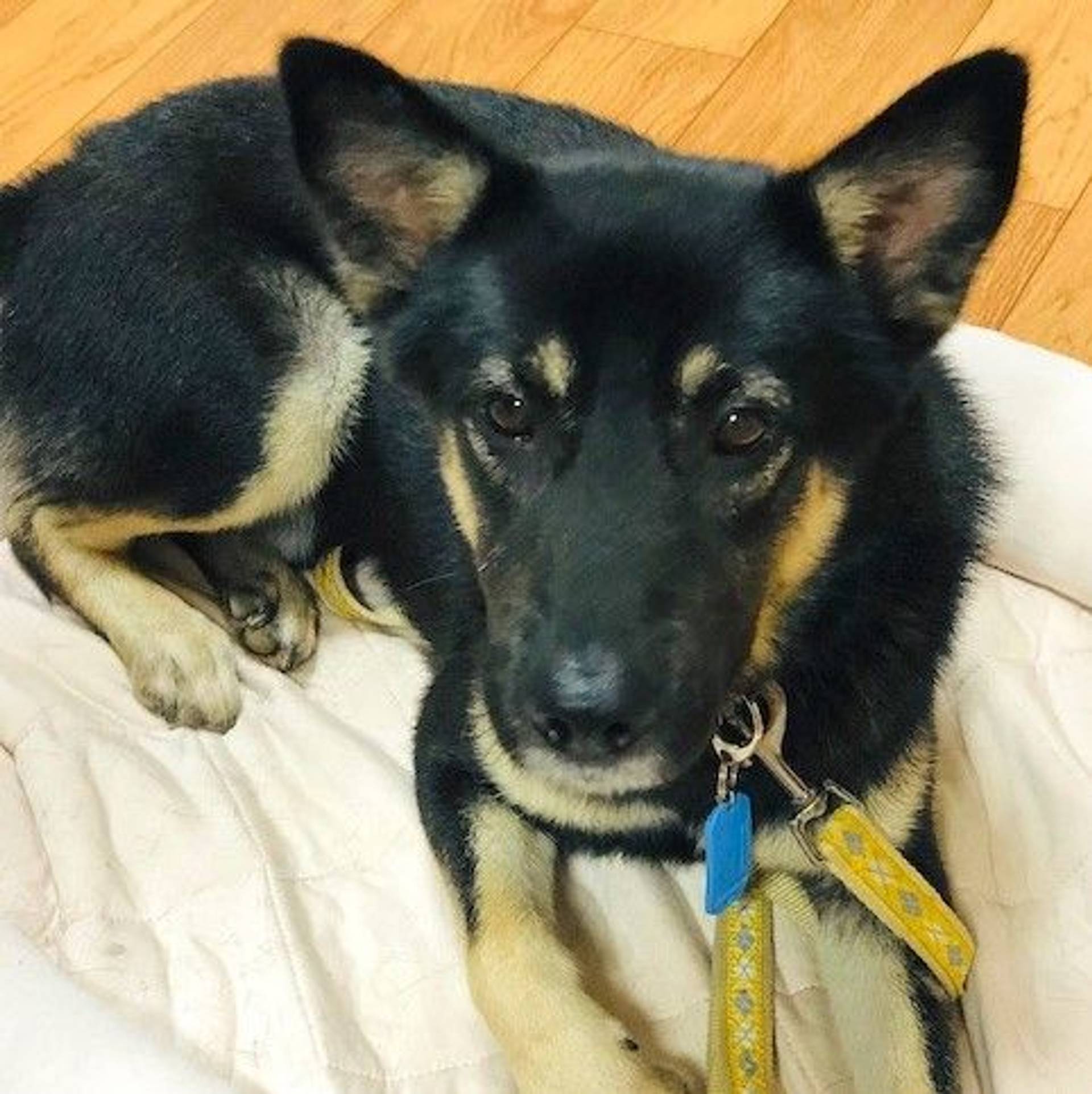 雑種（ミックス犬）・オスの里親募集の写真