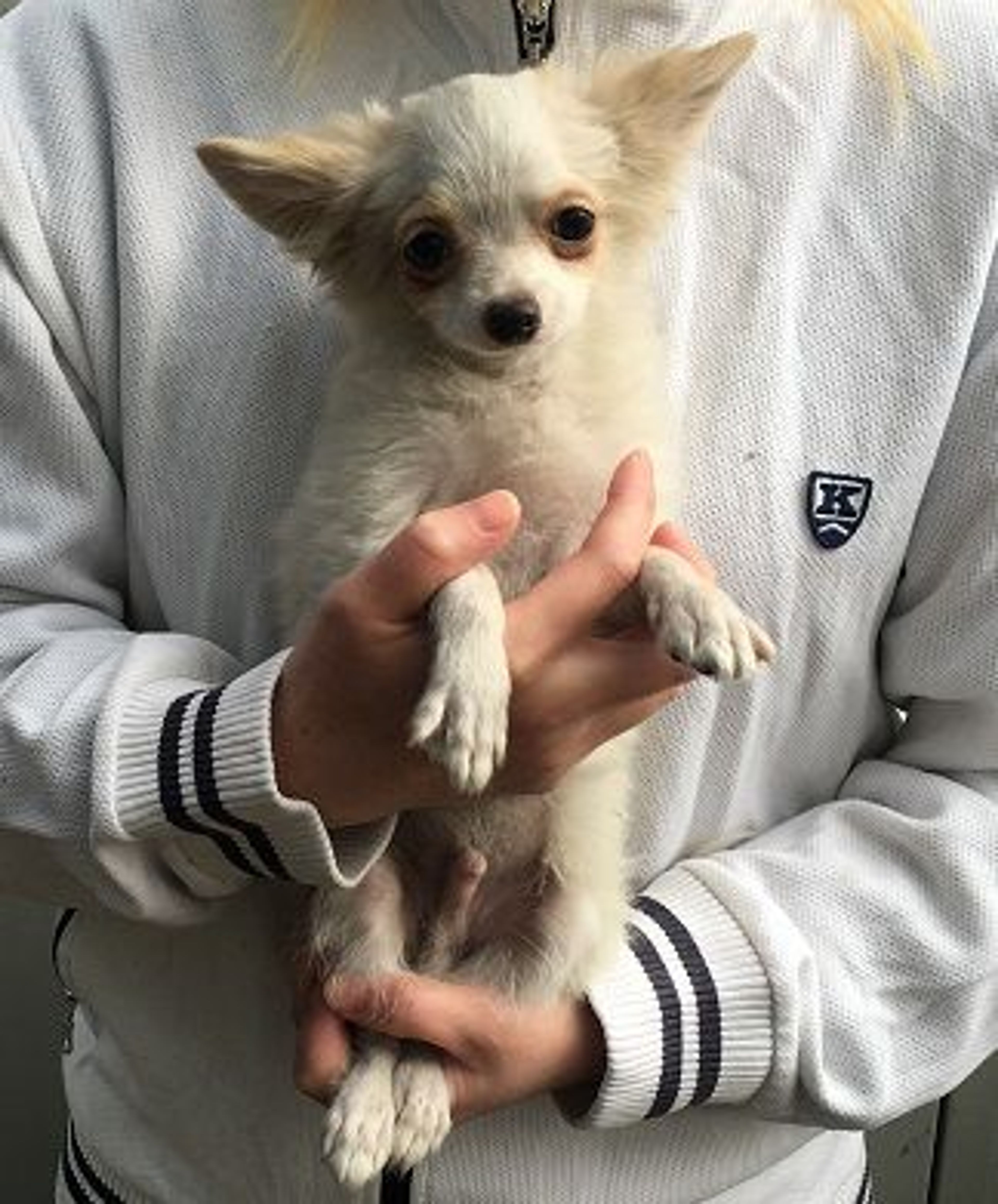 チワワ・オスの里親募集の写真