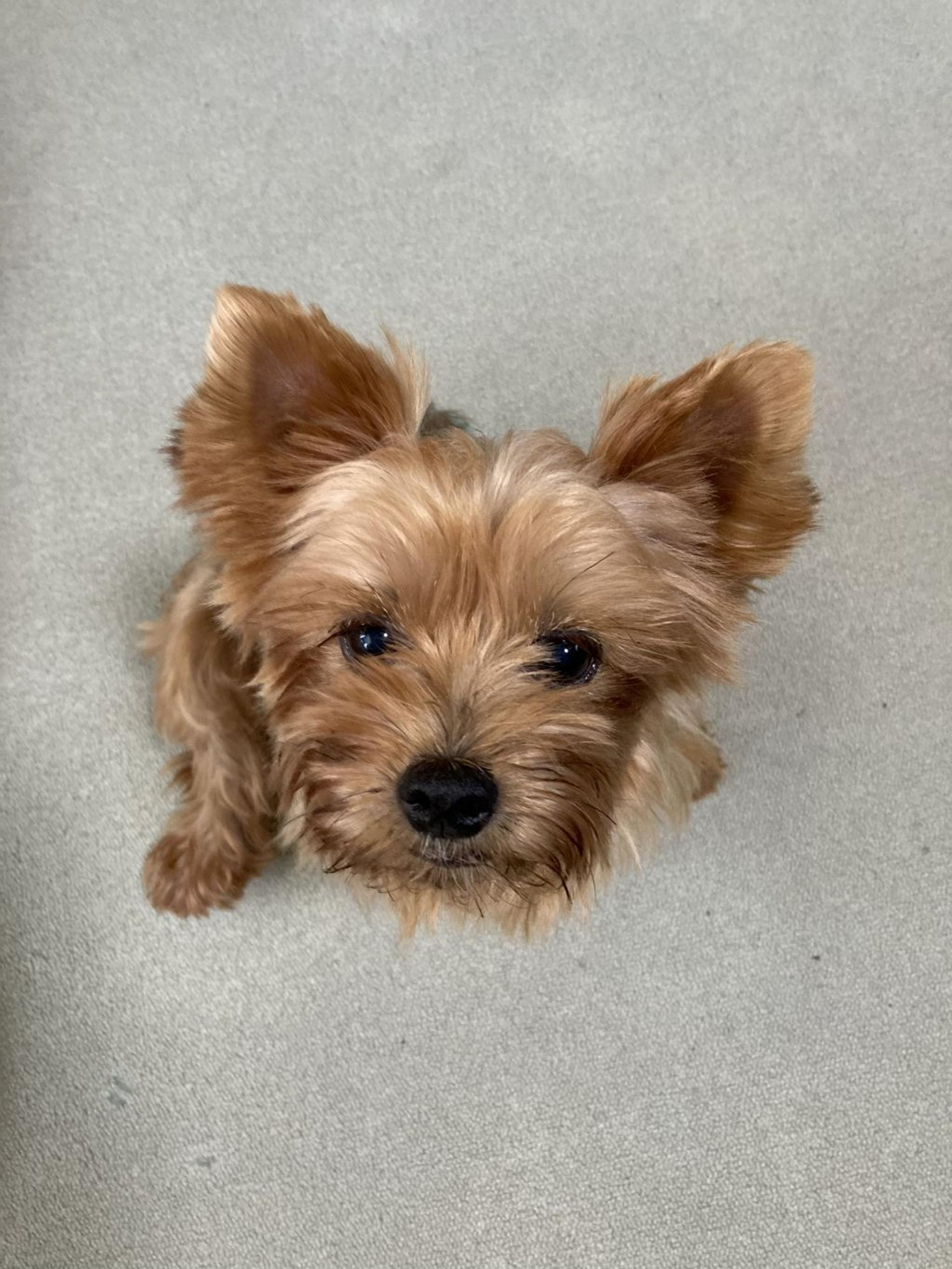 pet-image-5