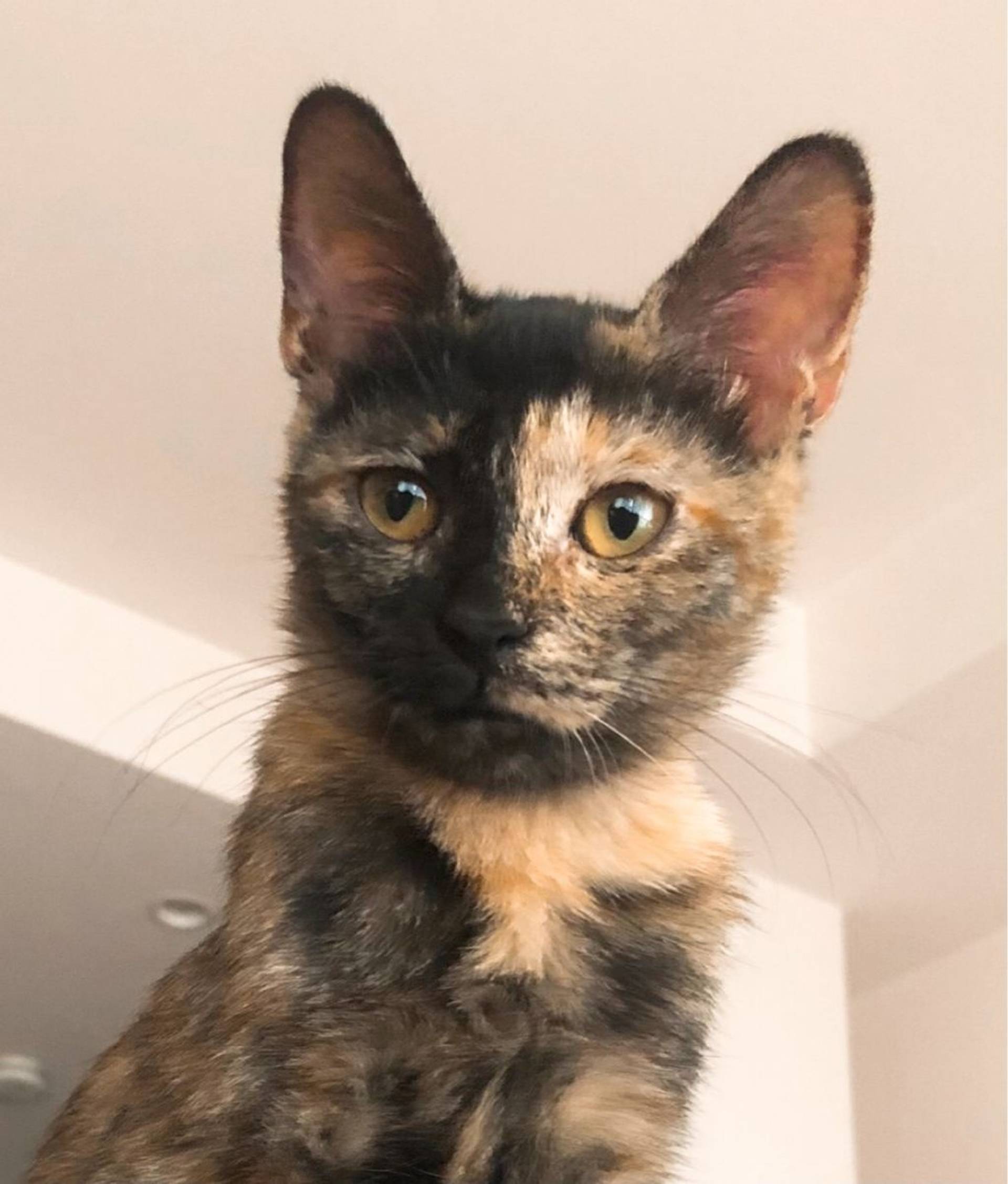 雑種（ミックス猫）・メスの里親募集の写真