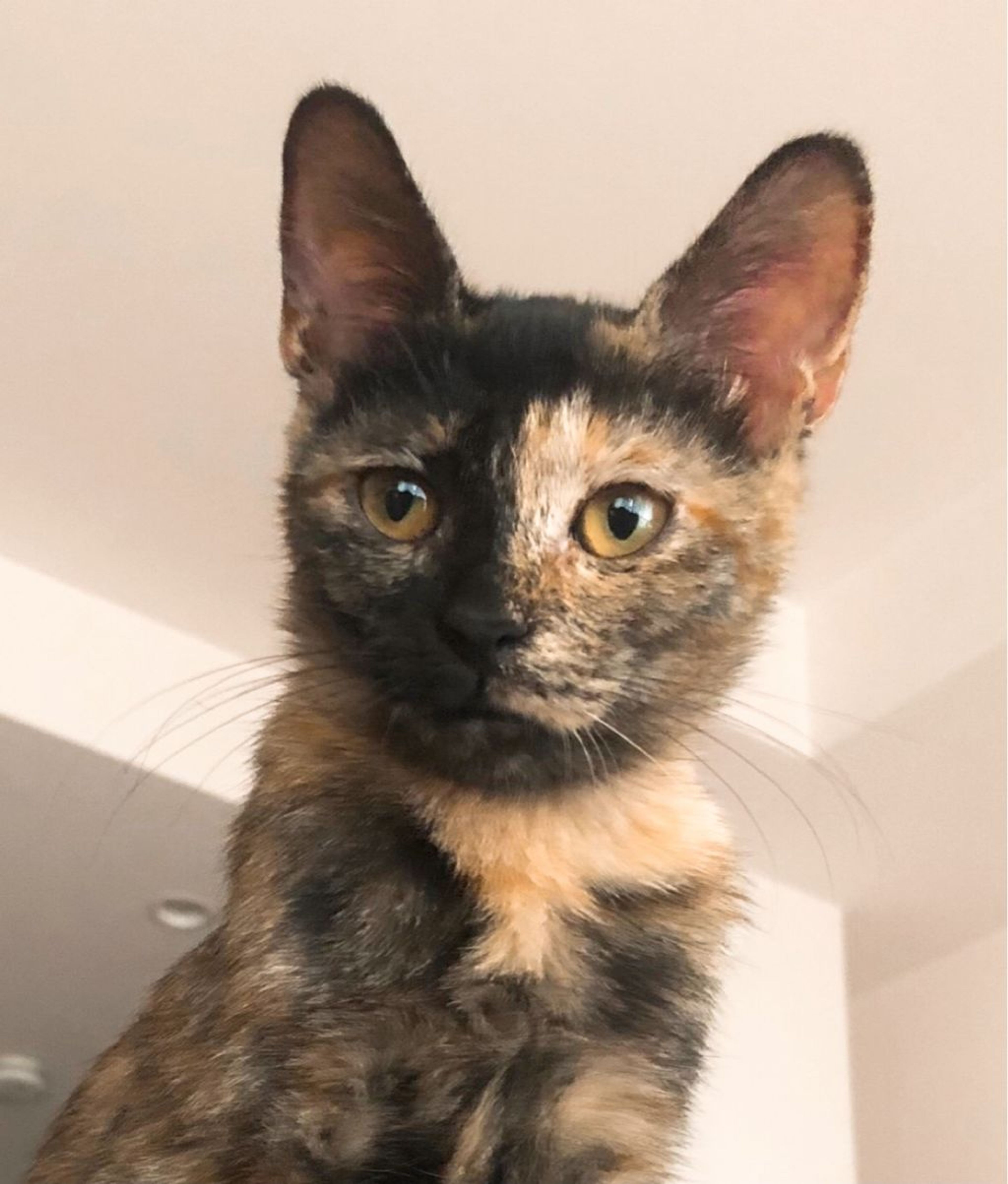 雑種（ミックス猫）・メスの里親募集の写真