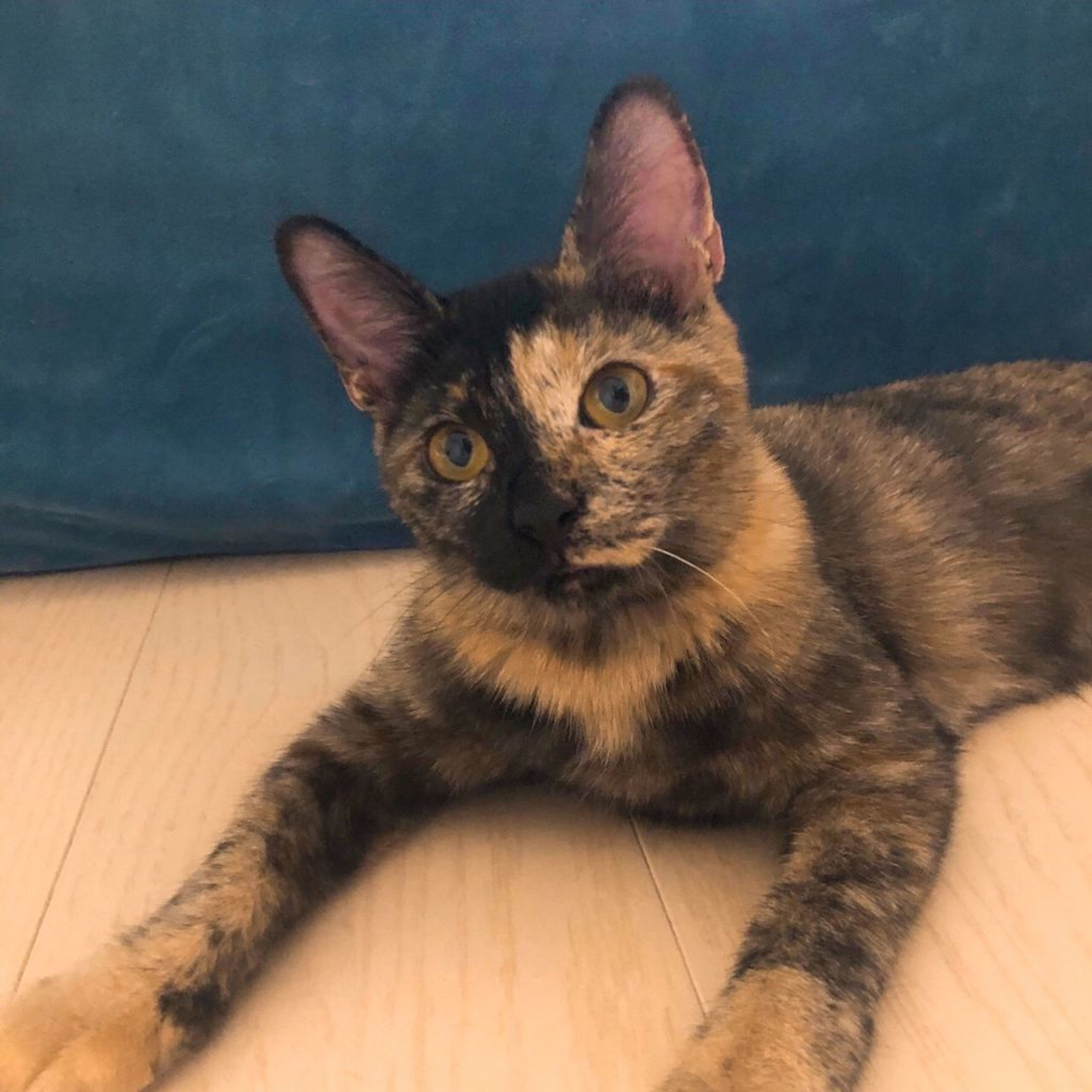 pet-image-4