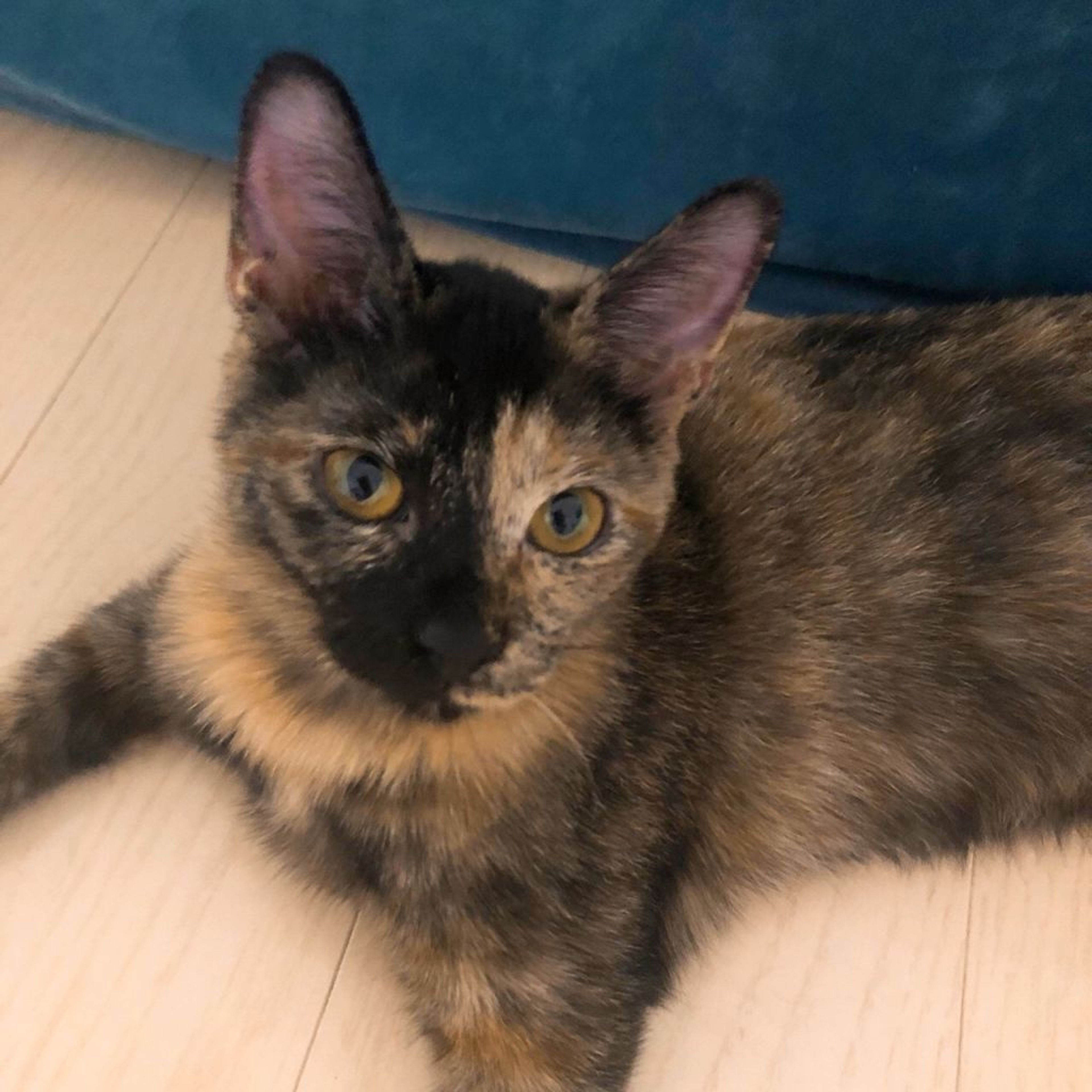 pet-image-5