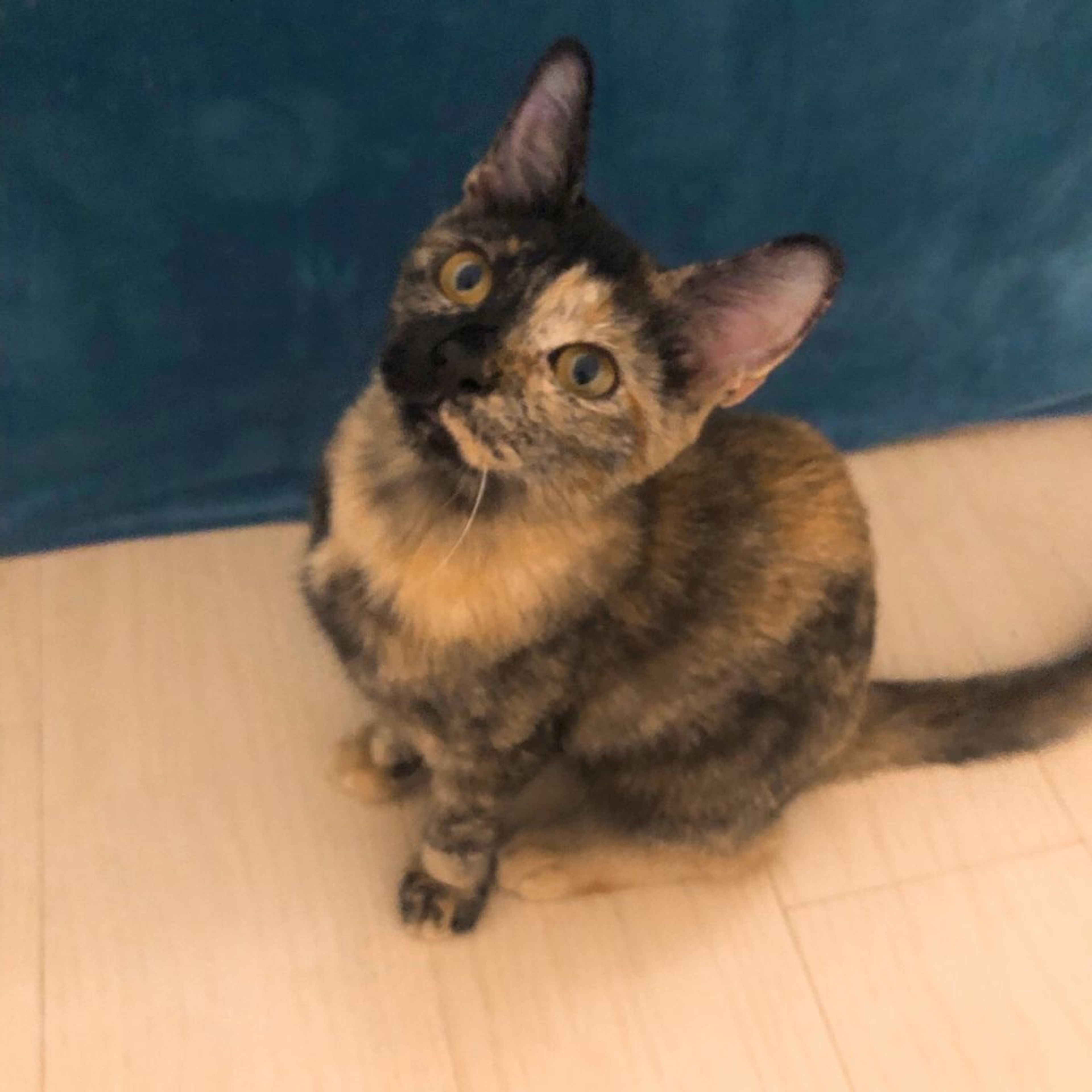 pet-image-6