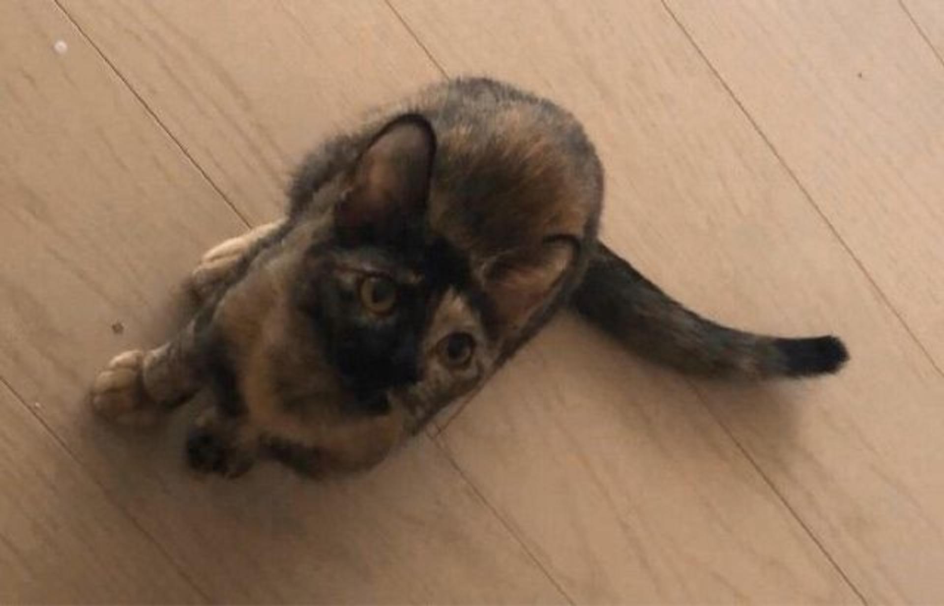 pet-image-7
