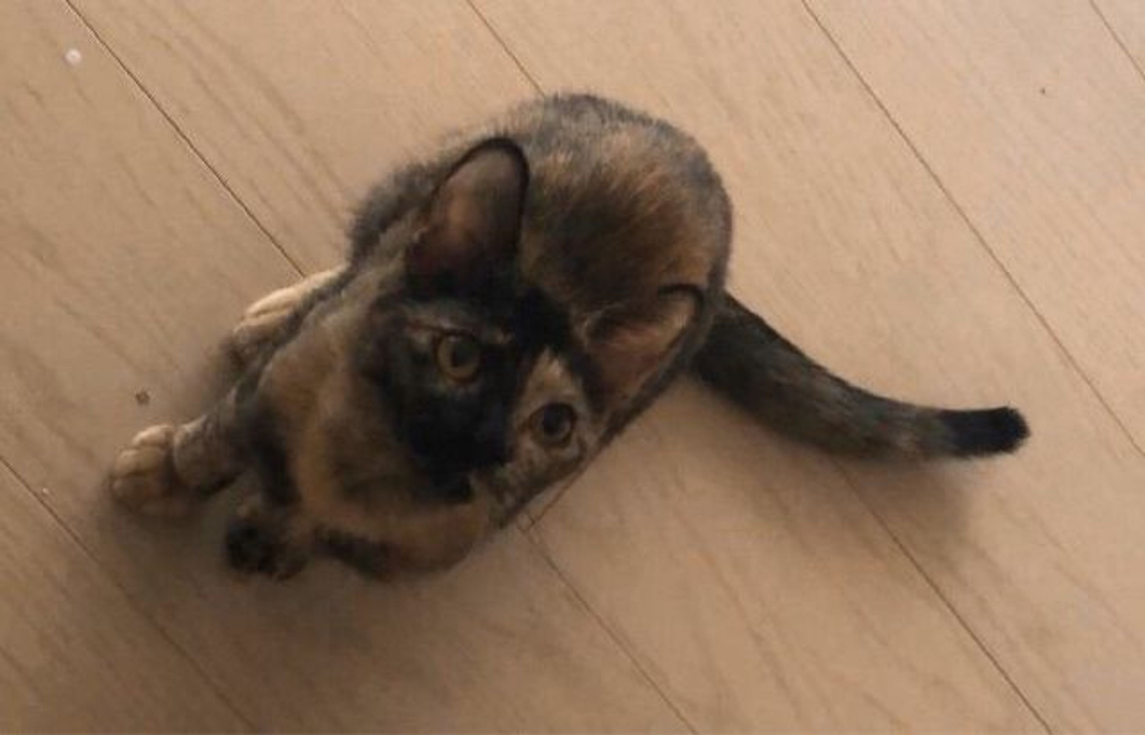 pet-image-7