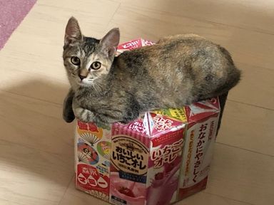 マナの写真