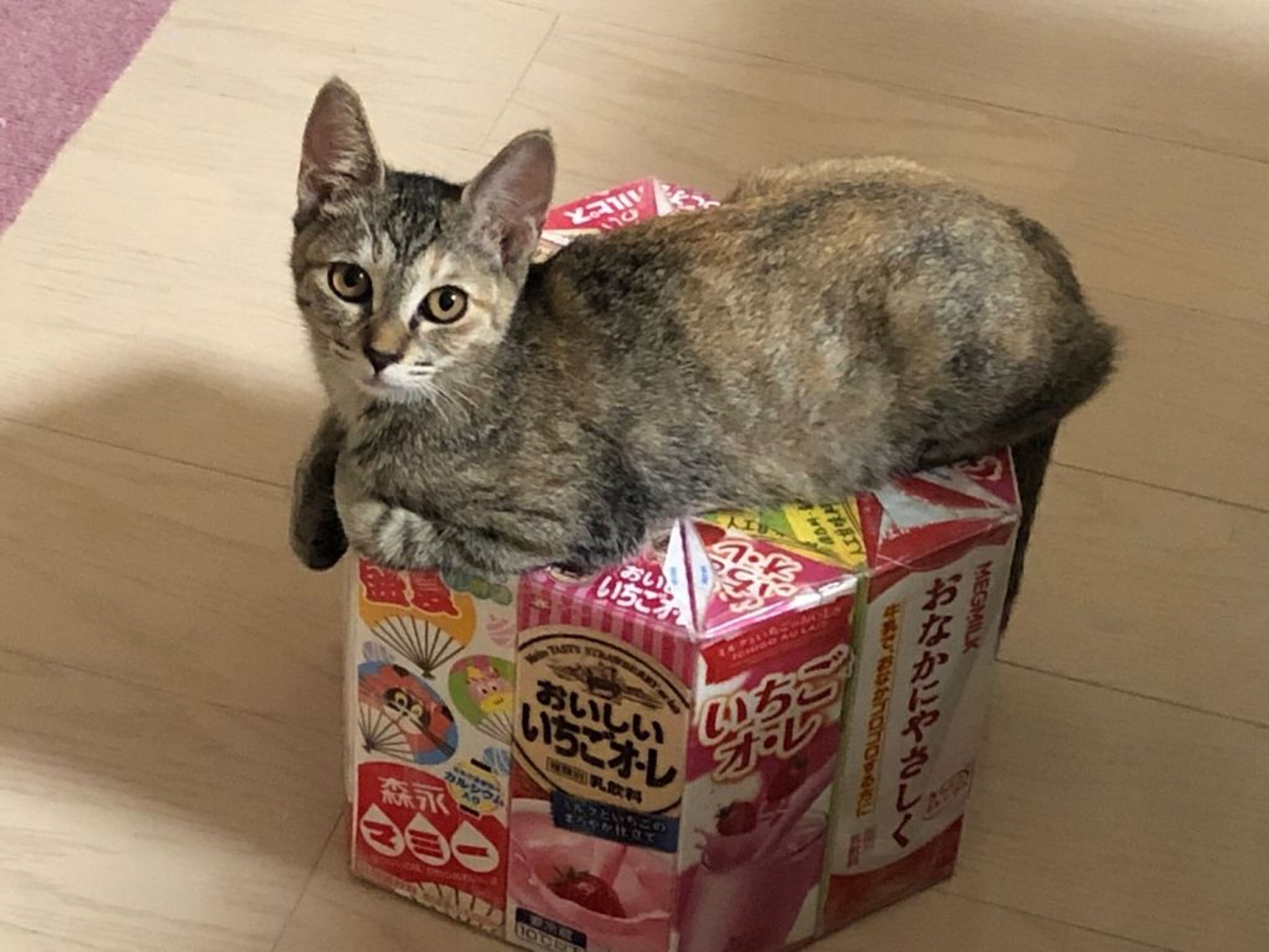雑種（ミックス猫）・メスの里親募集の写真