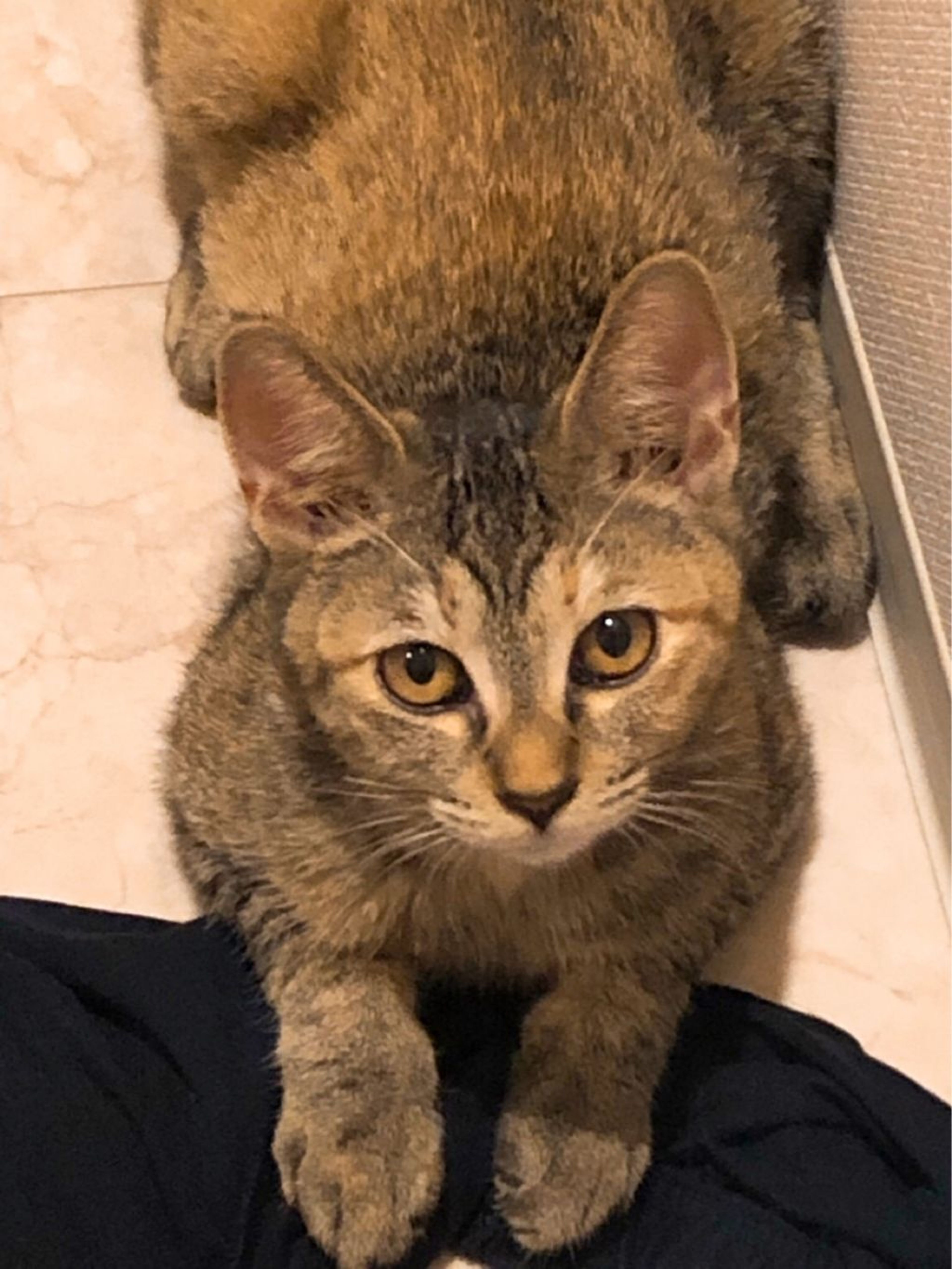 pet-image-2