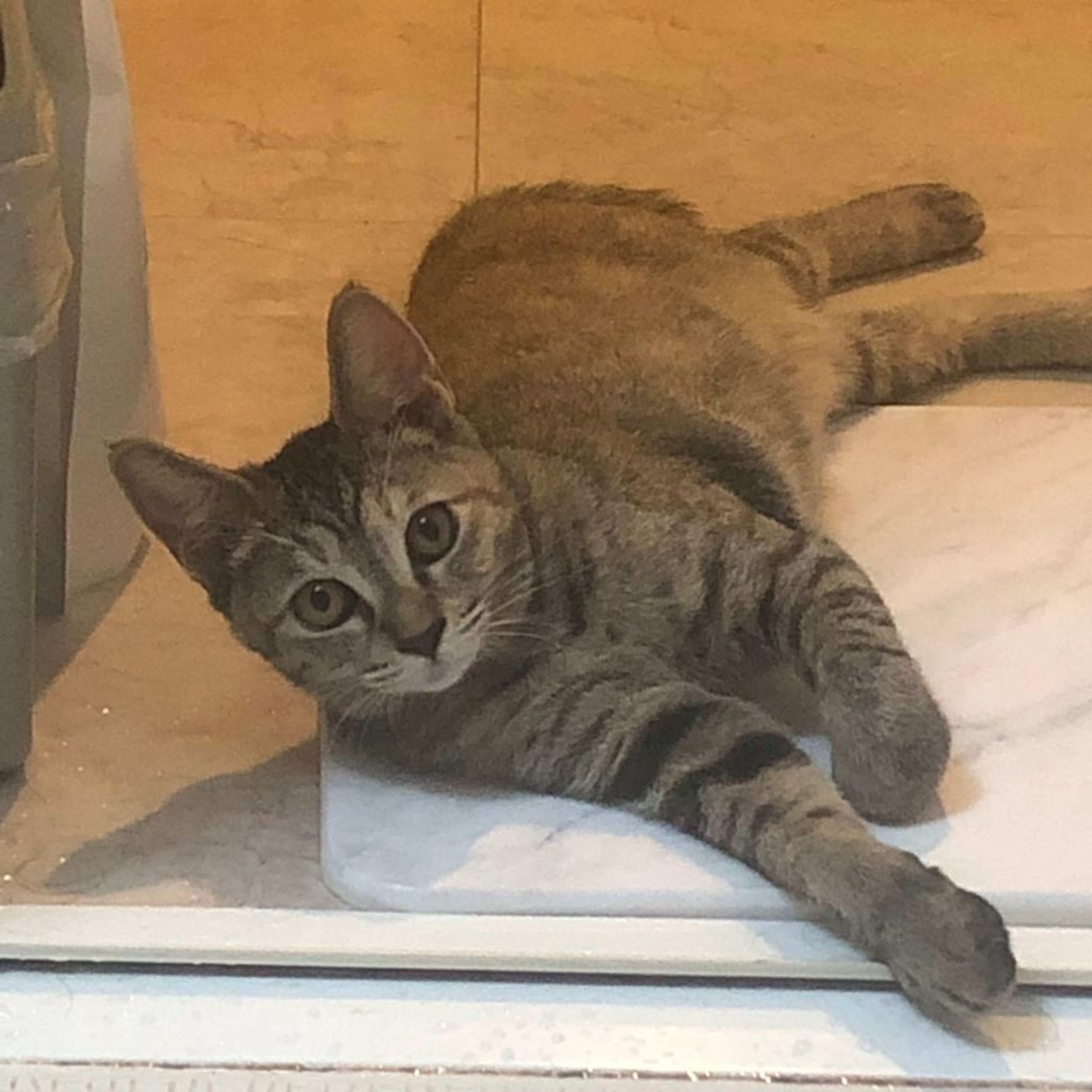 pet-image-4