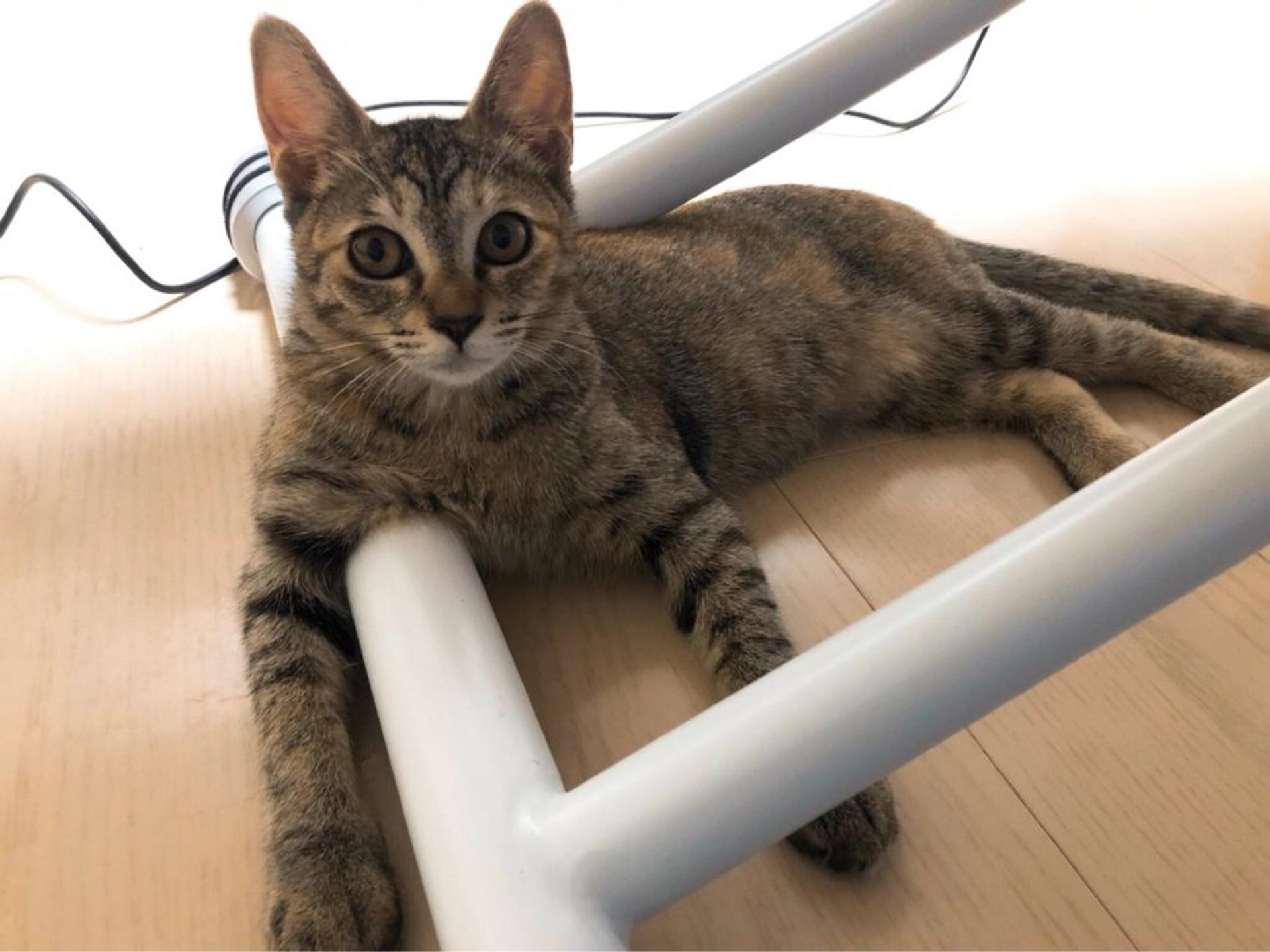 pet-image-6