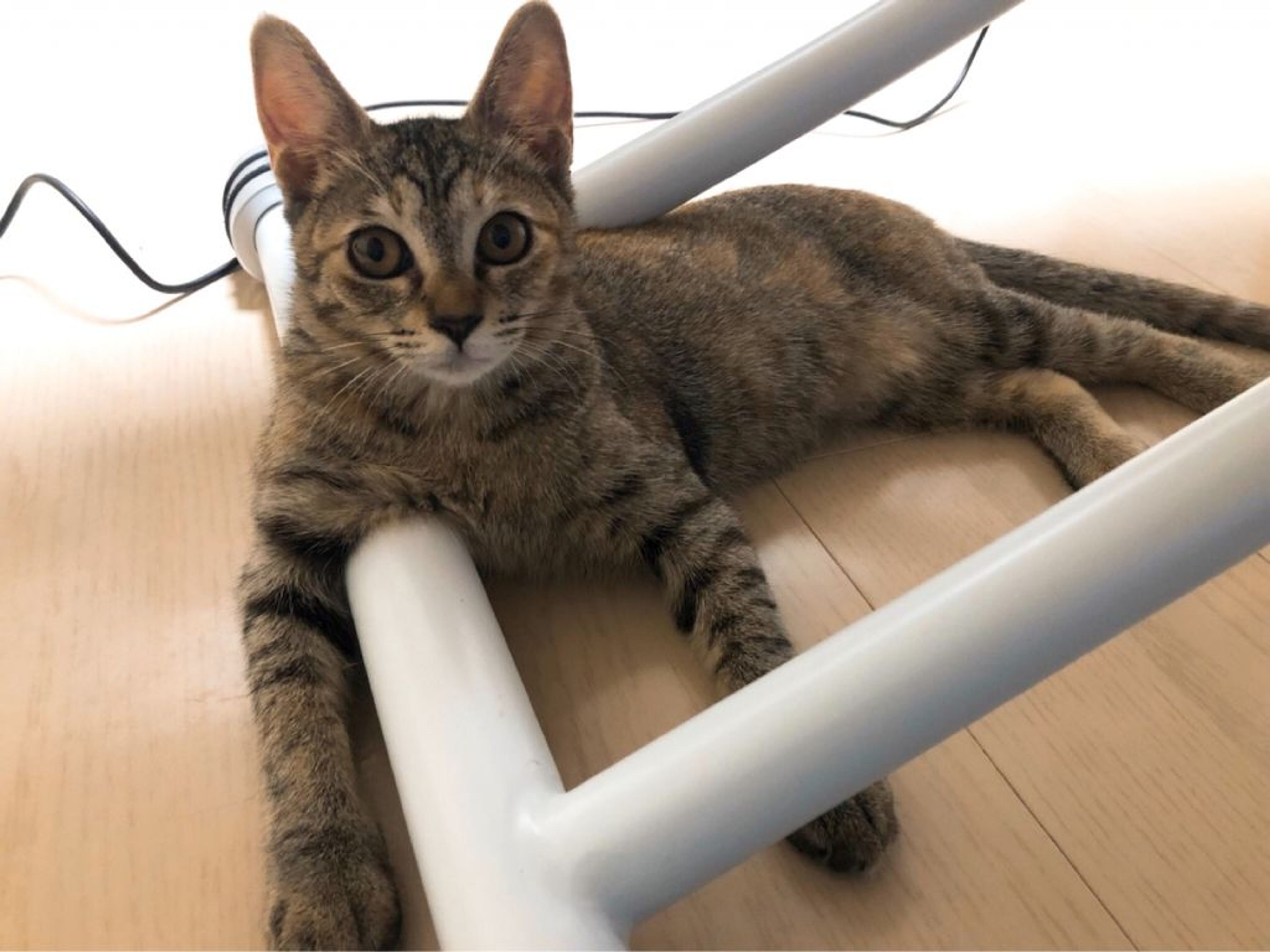 pet-image-6