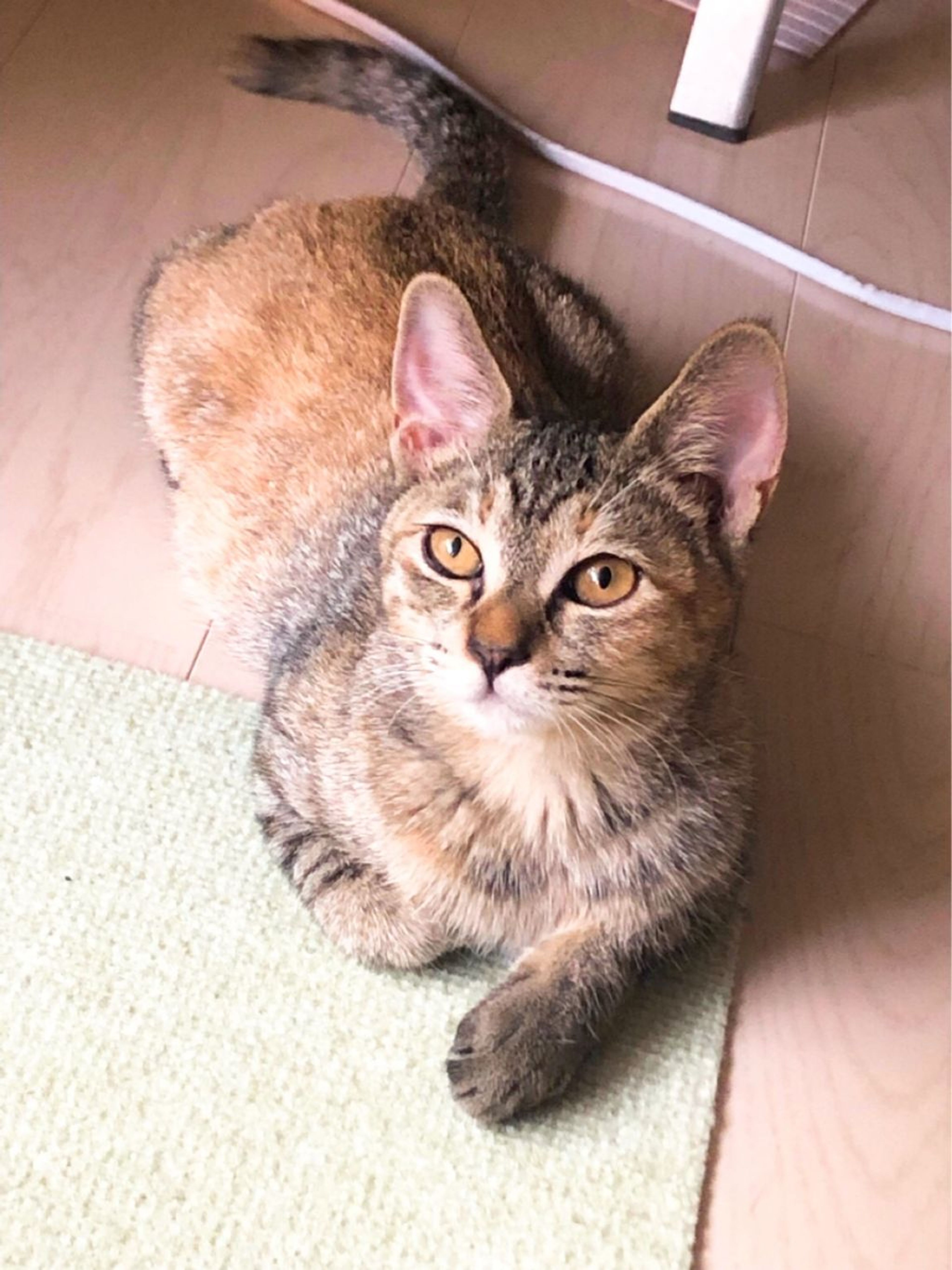 pet-image-7
