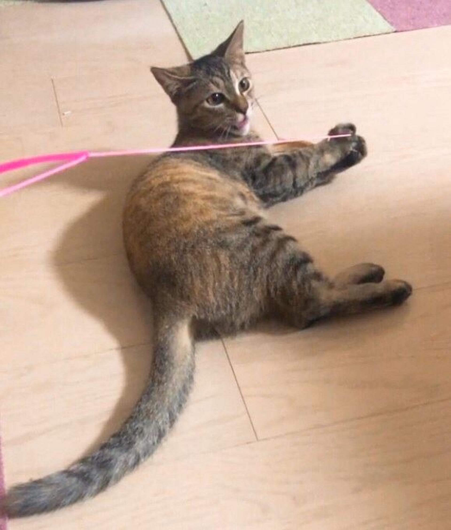 pet-image-8