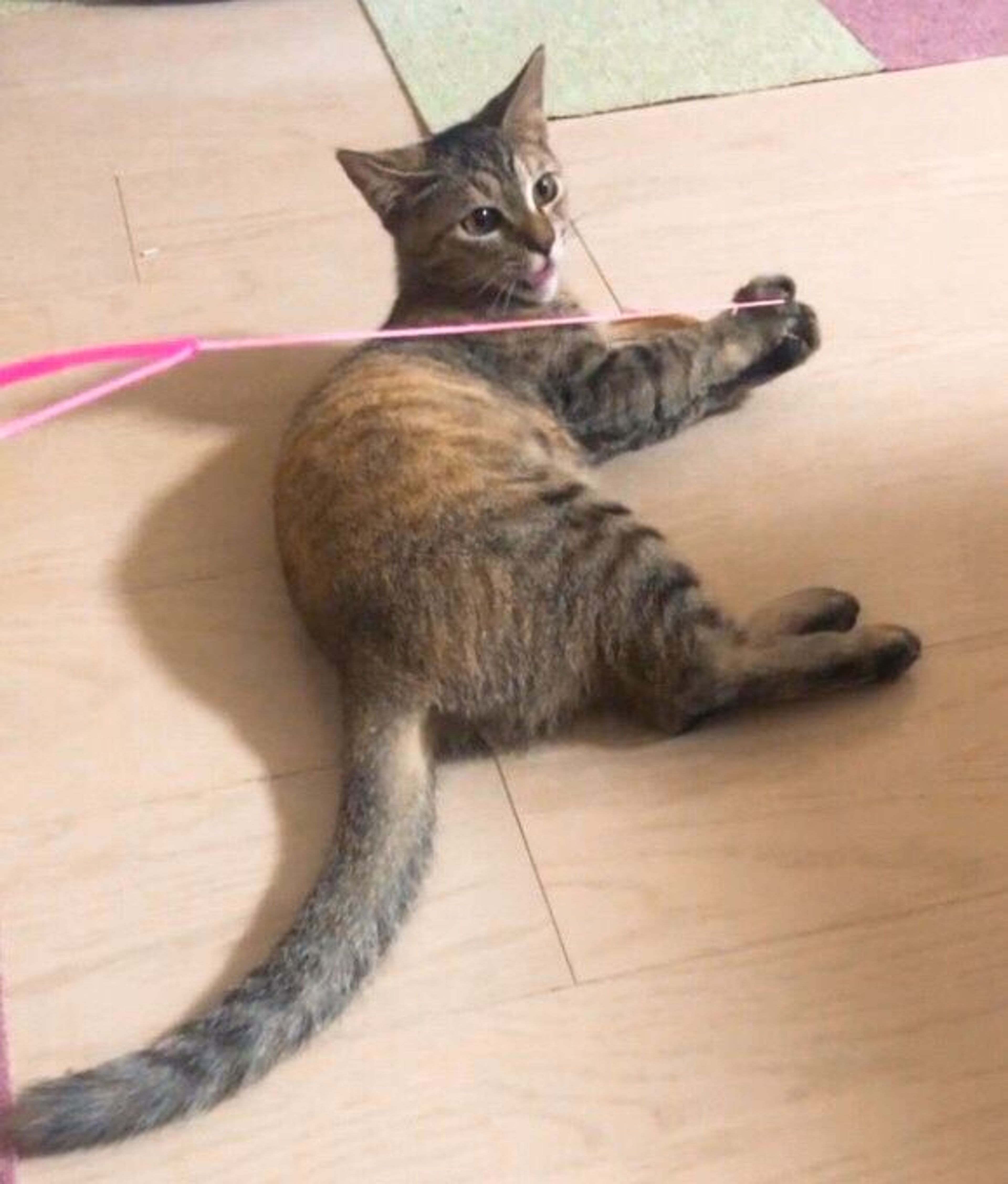 pet-image-8