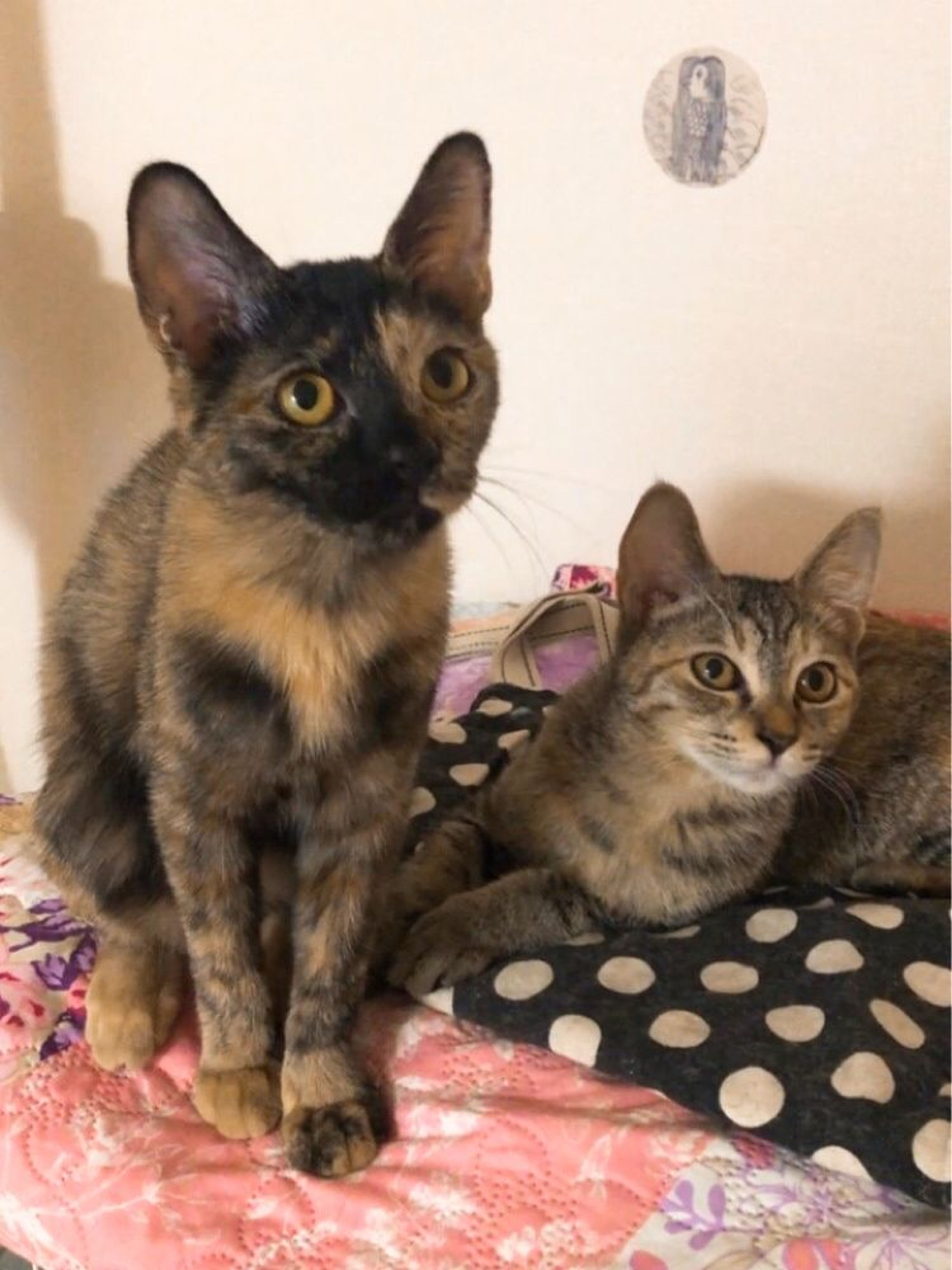 pet-image-9