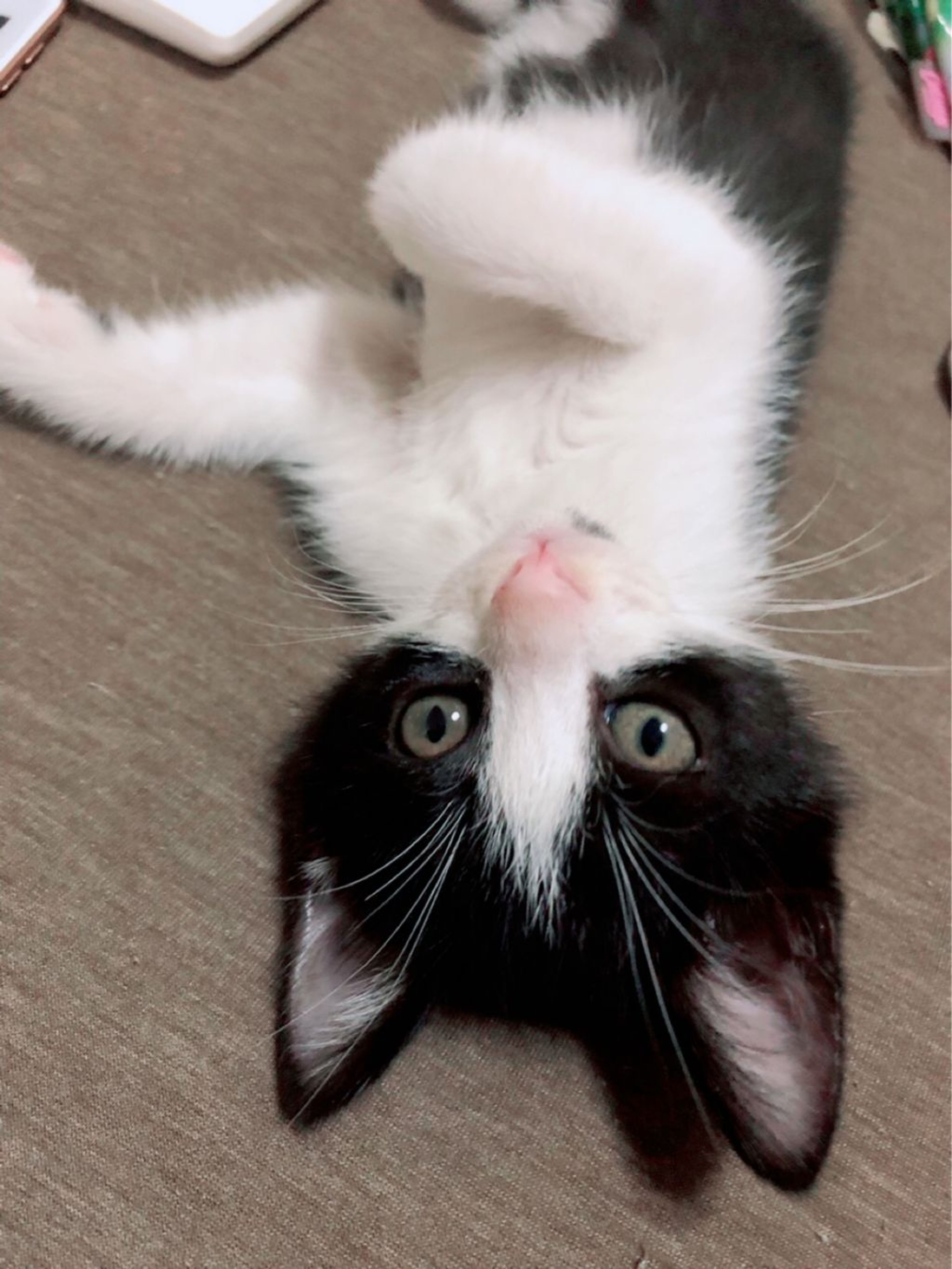 pet-image-2