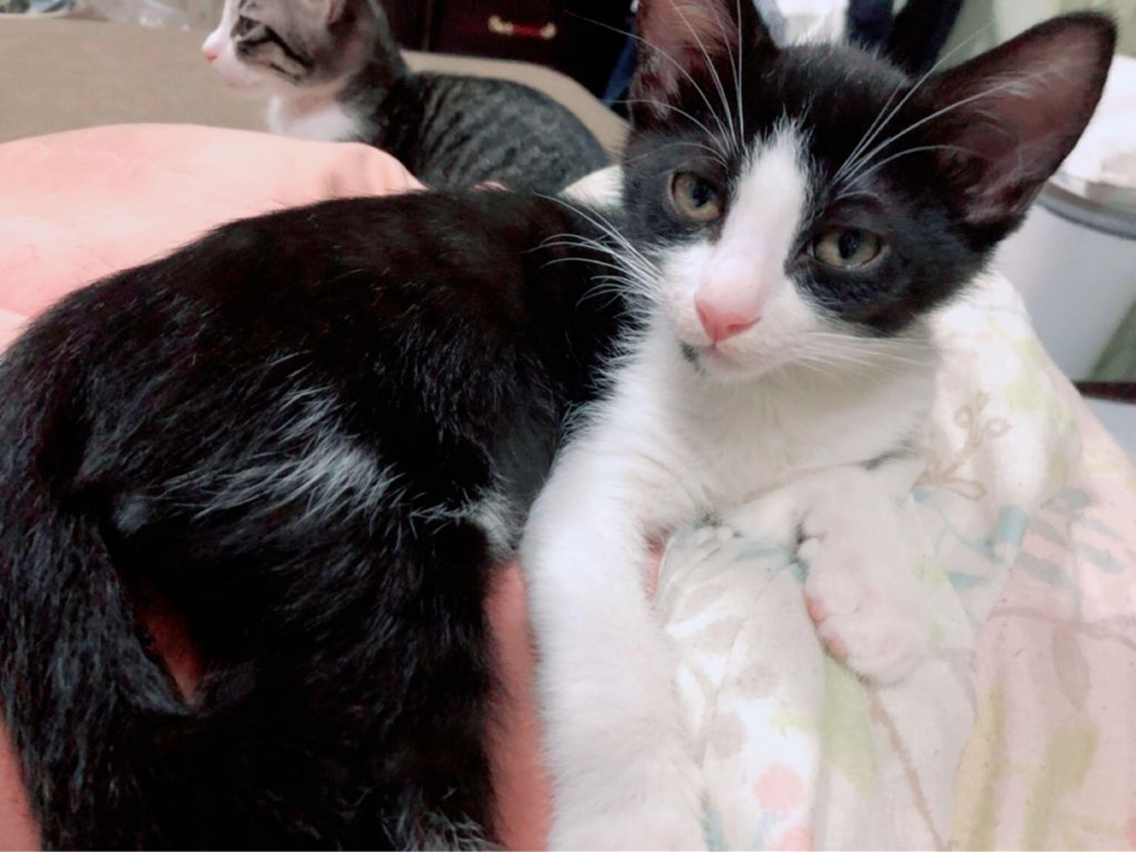 pet-image-3