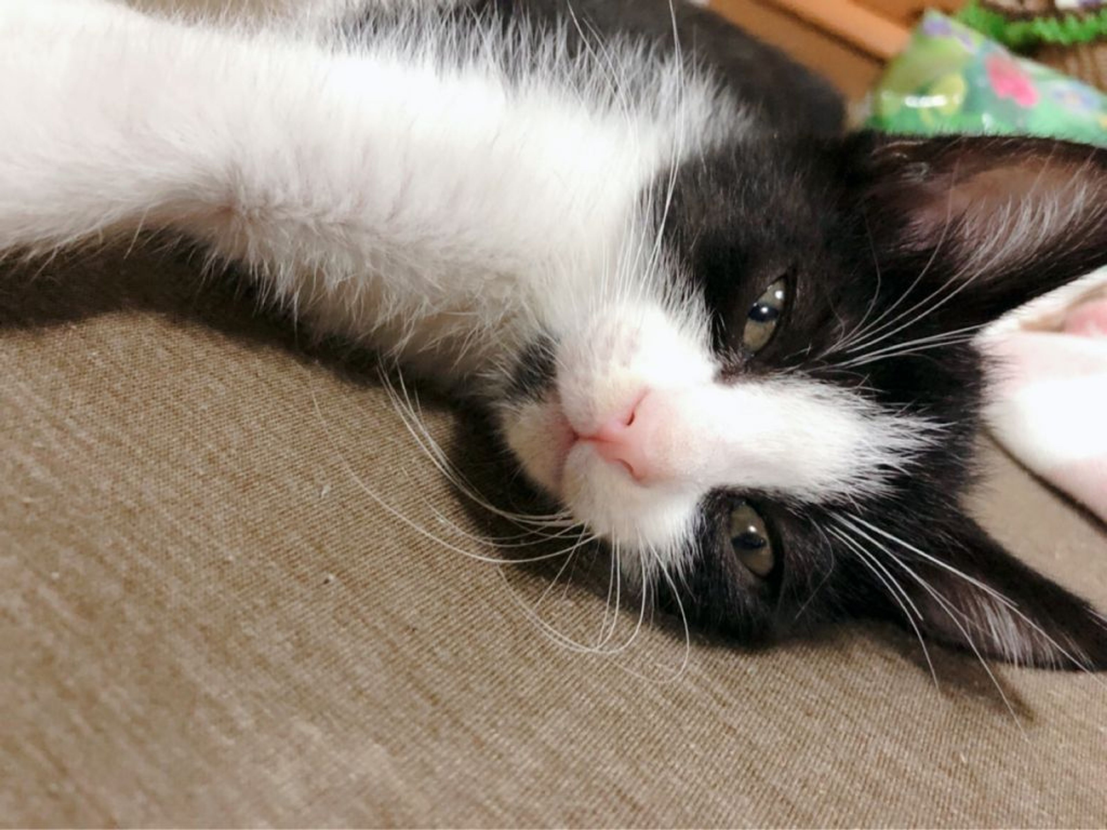 pet-image-4
