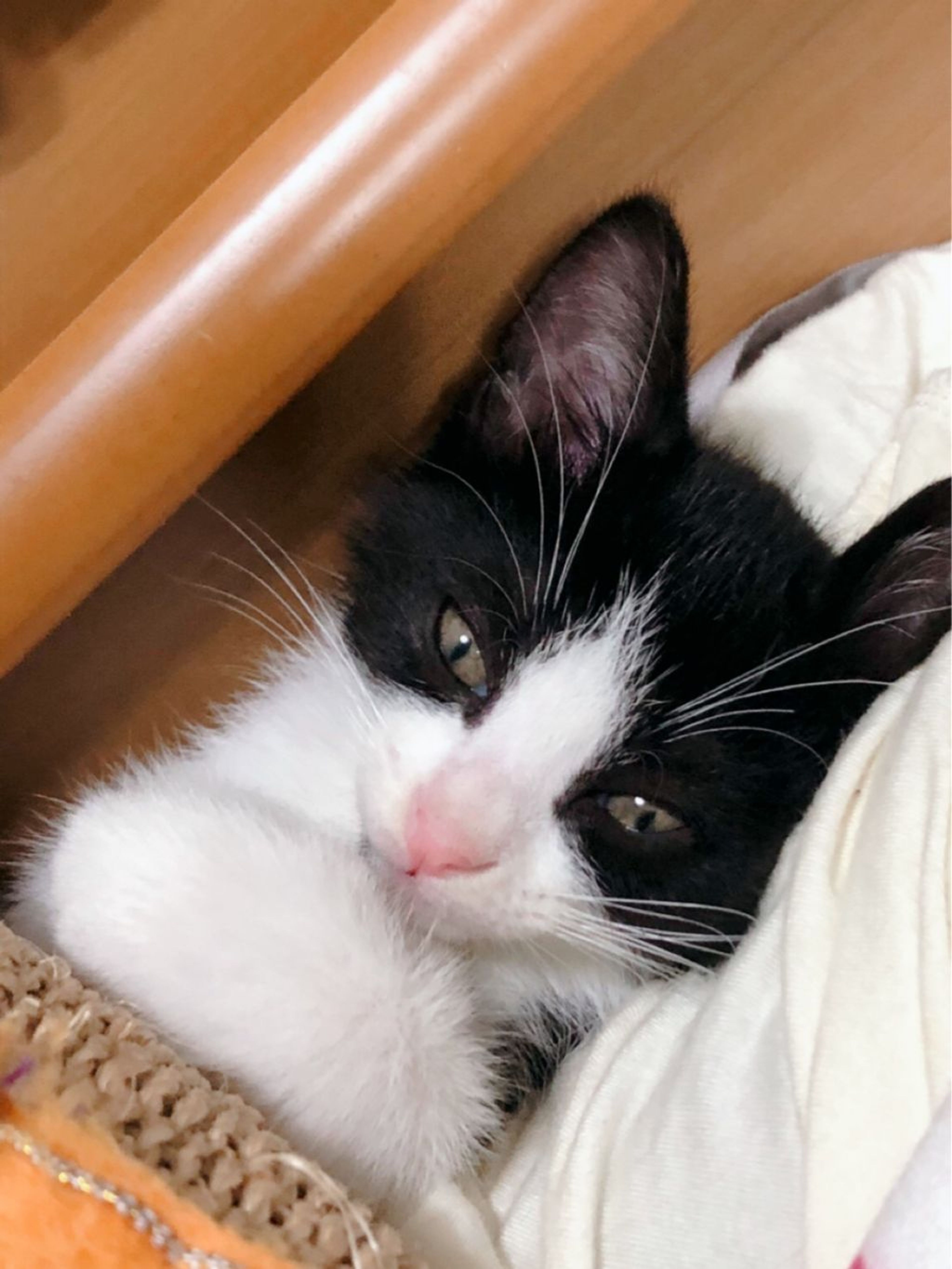 pet-image-5