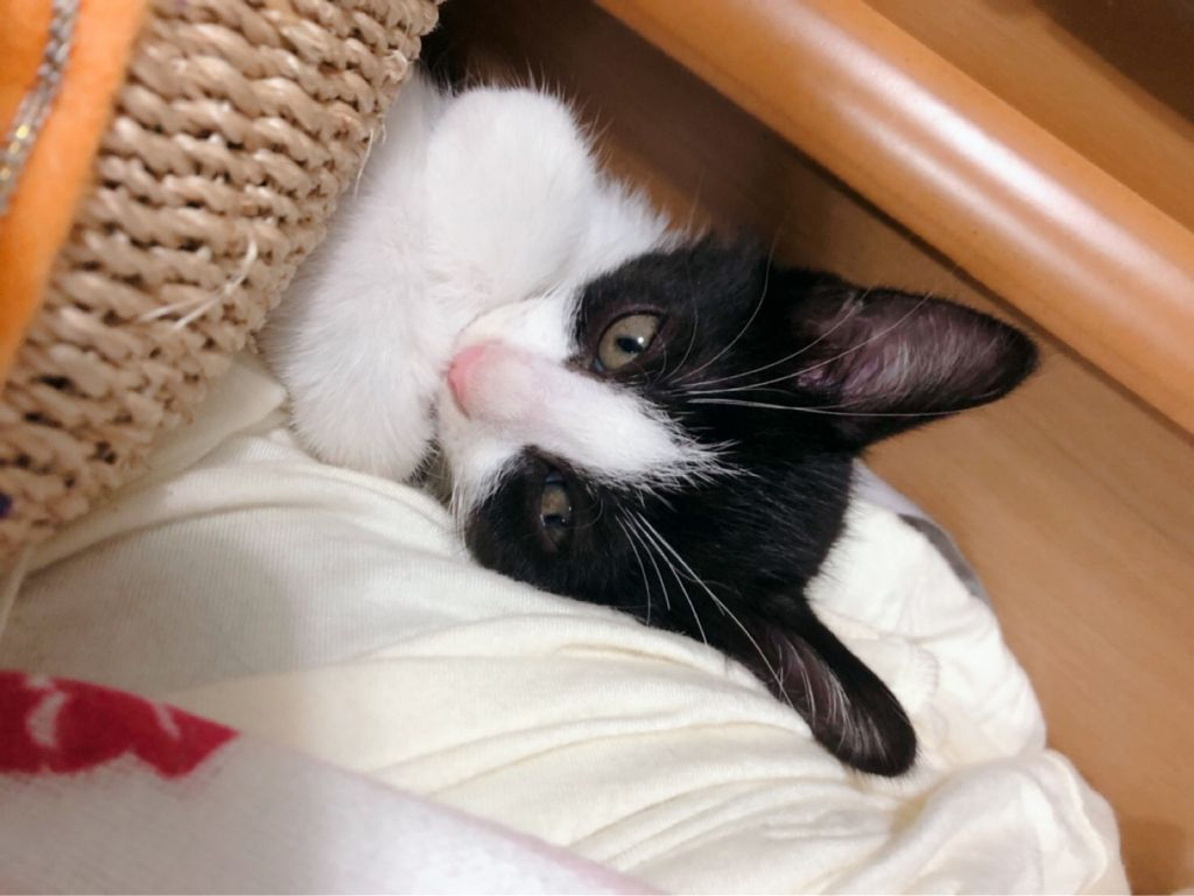 pet-image-6
