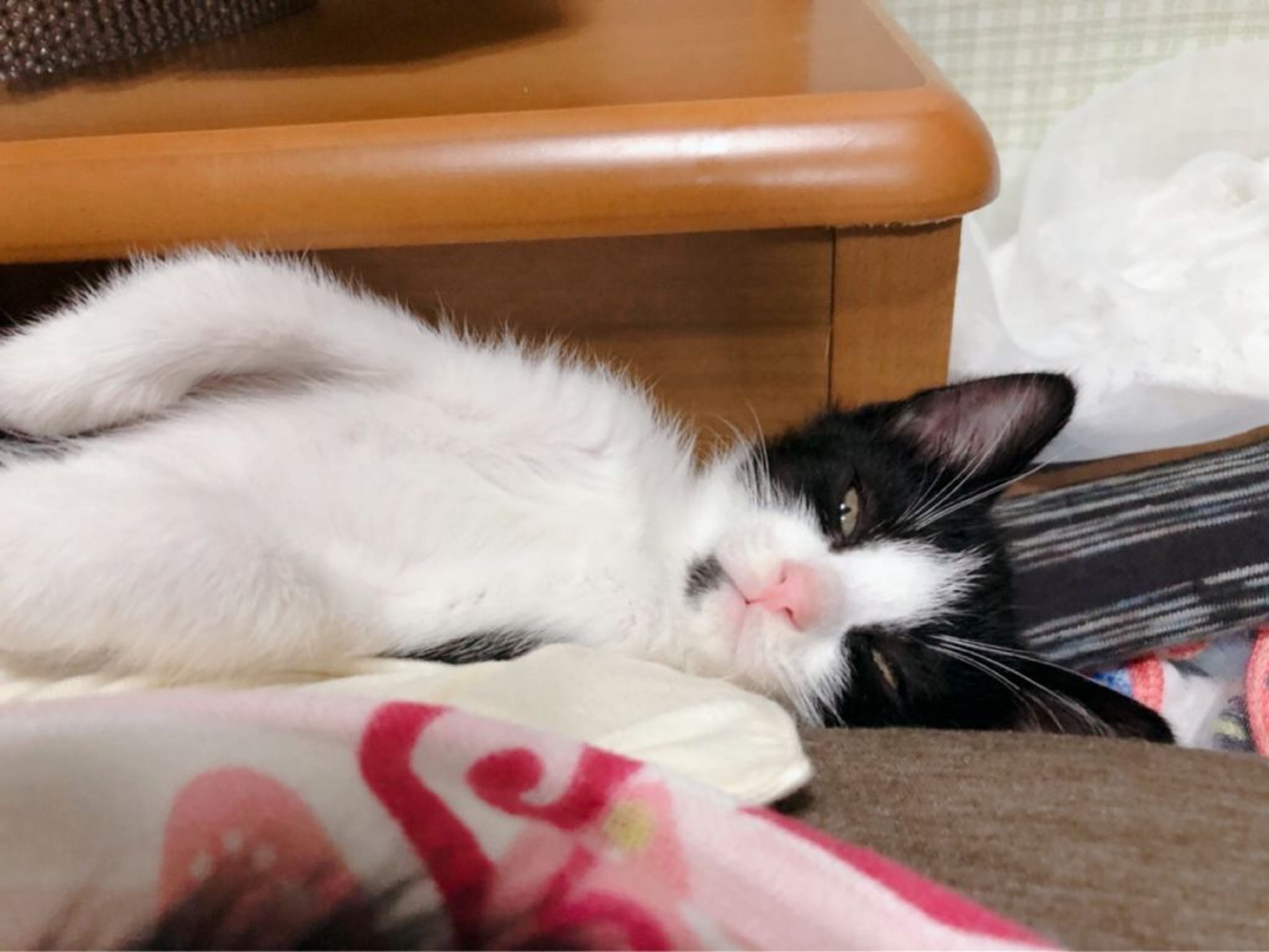pet-image-7
