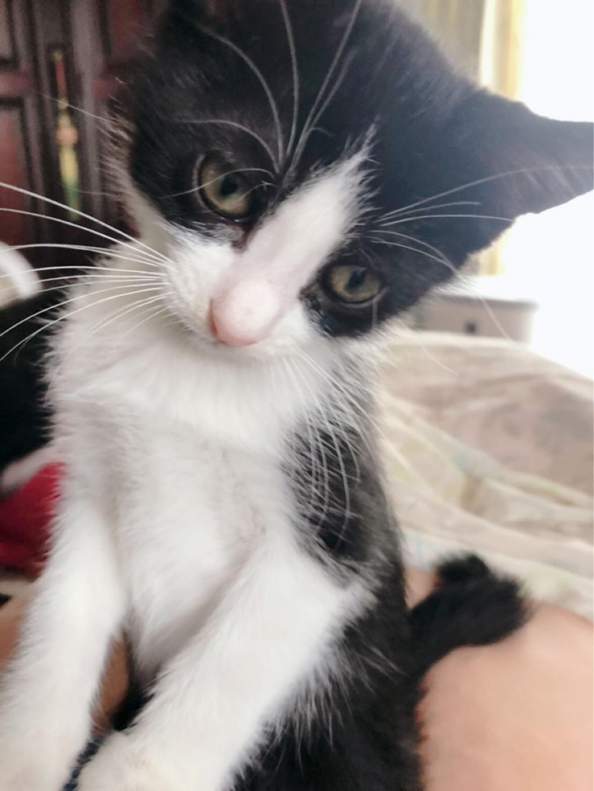pet-image-8