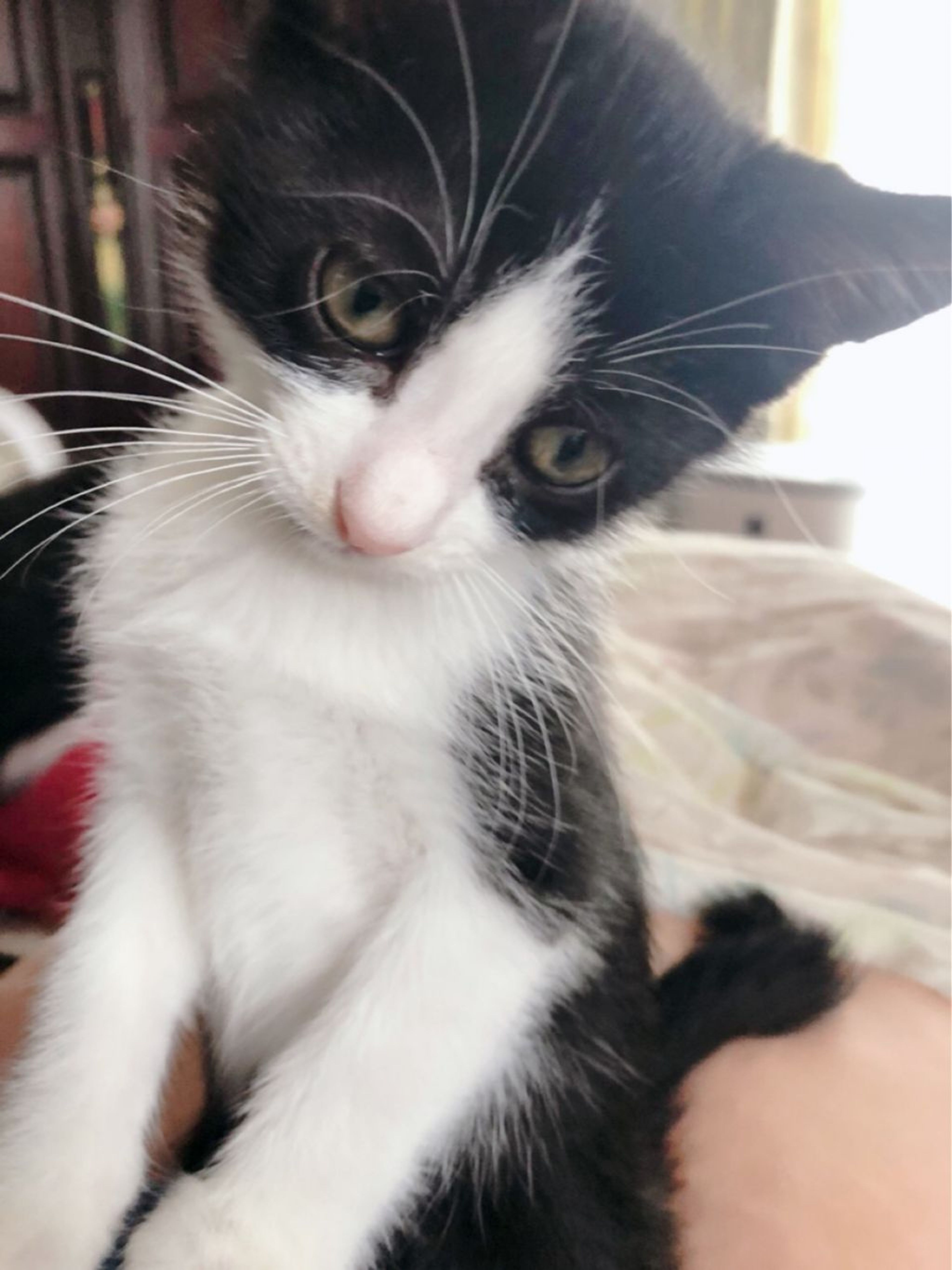 pet-image-8