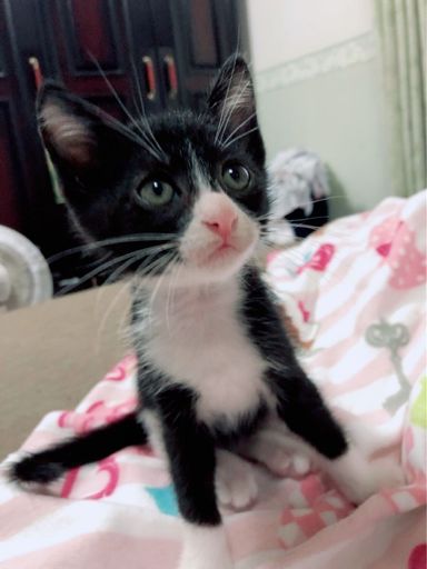 玉の写真