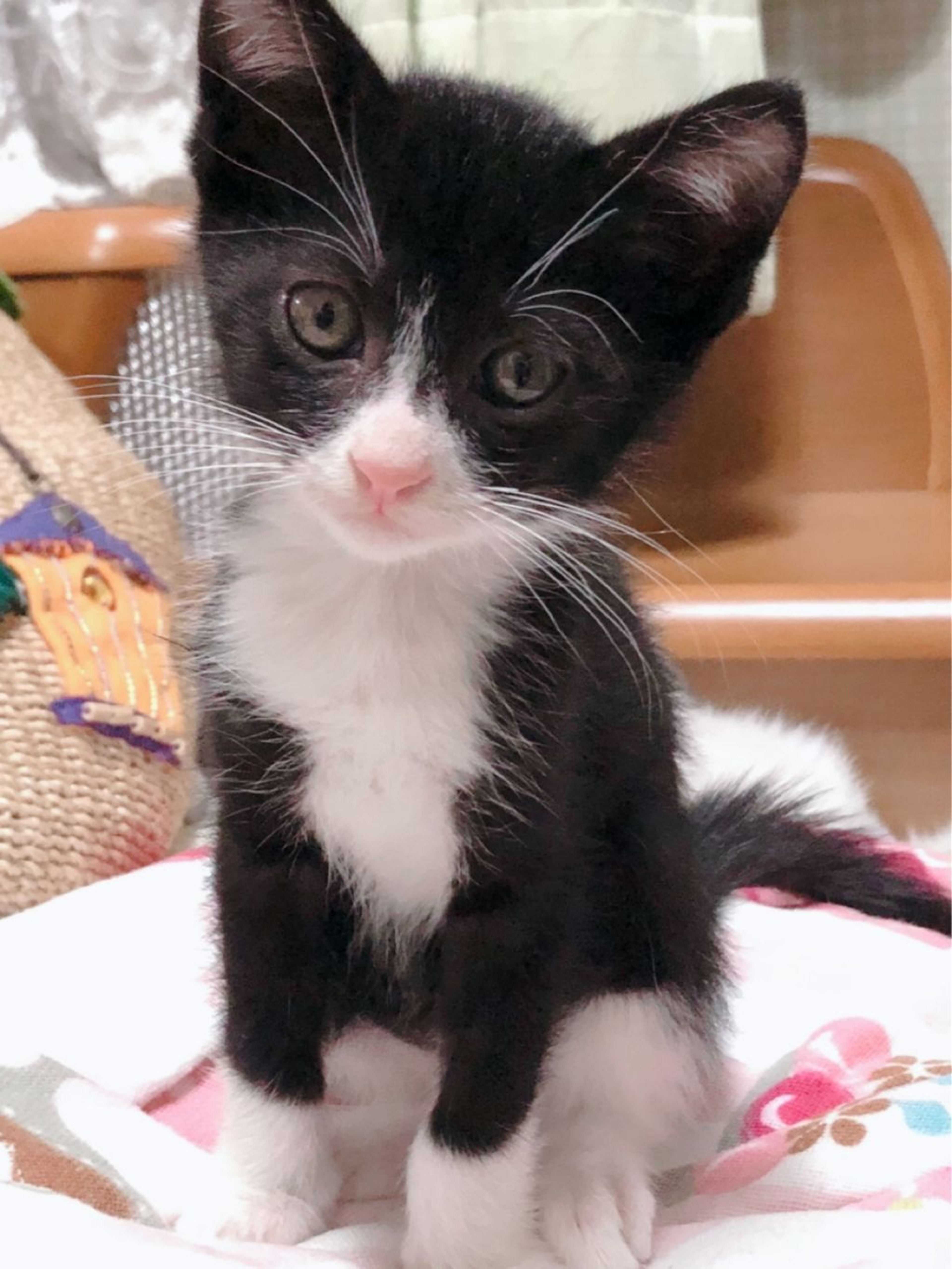 pet-image-2