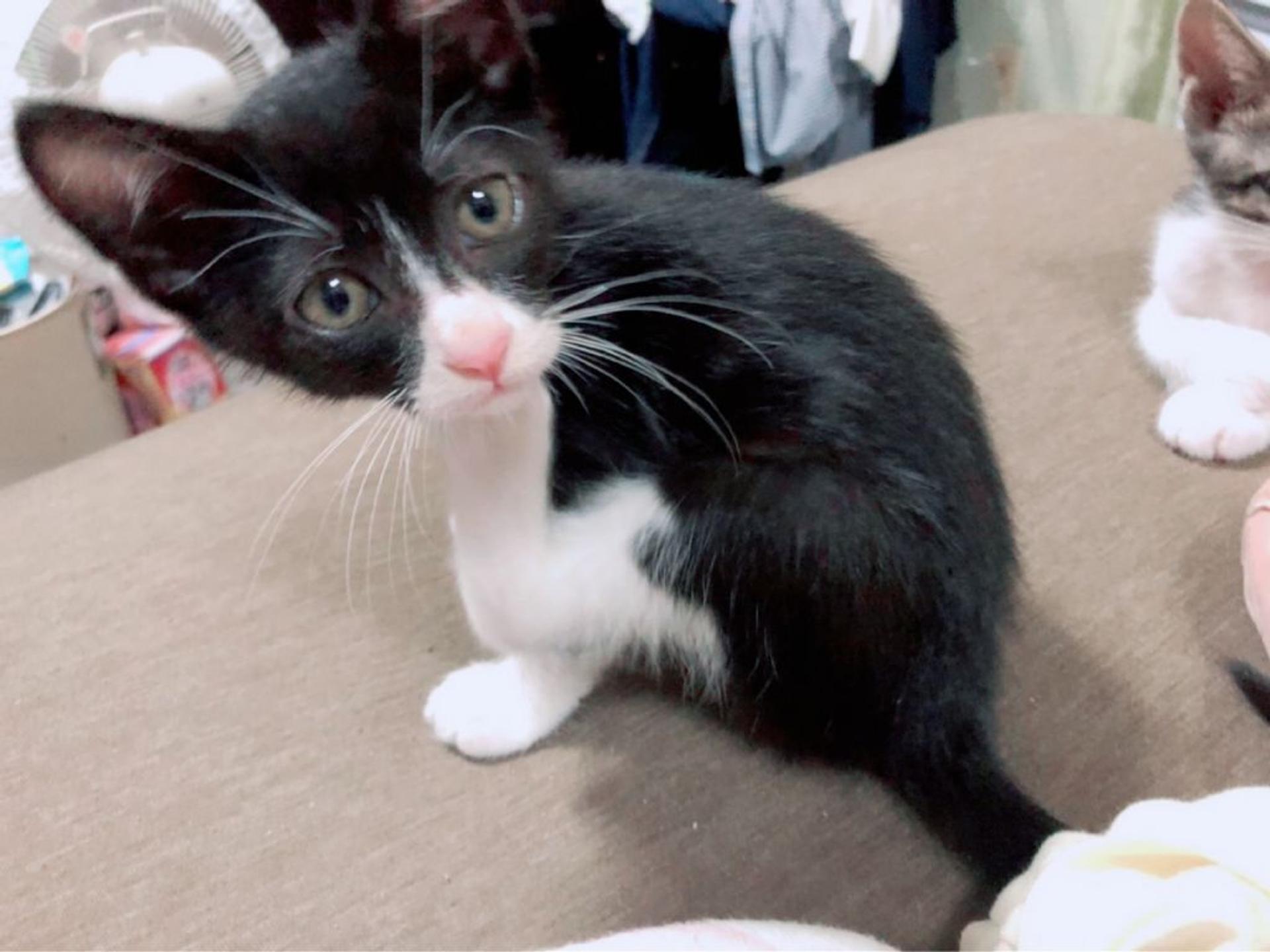 pet-image-3