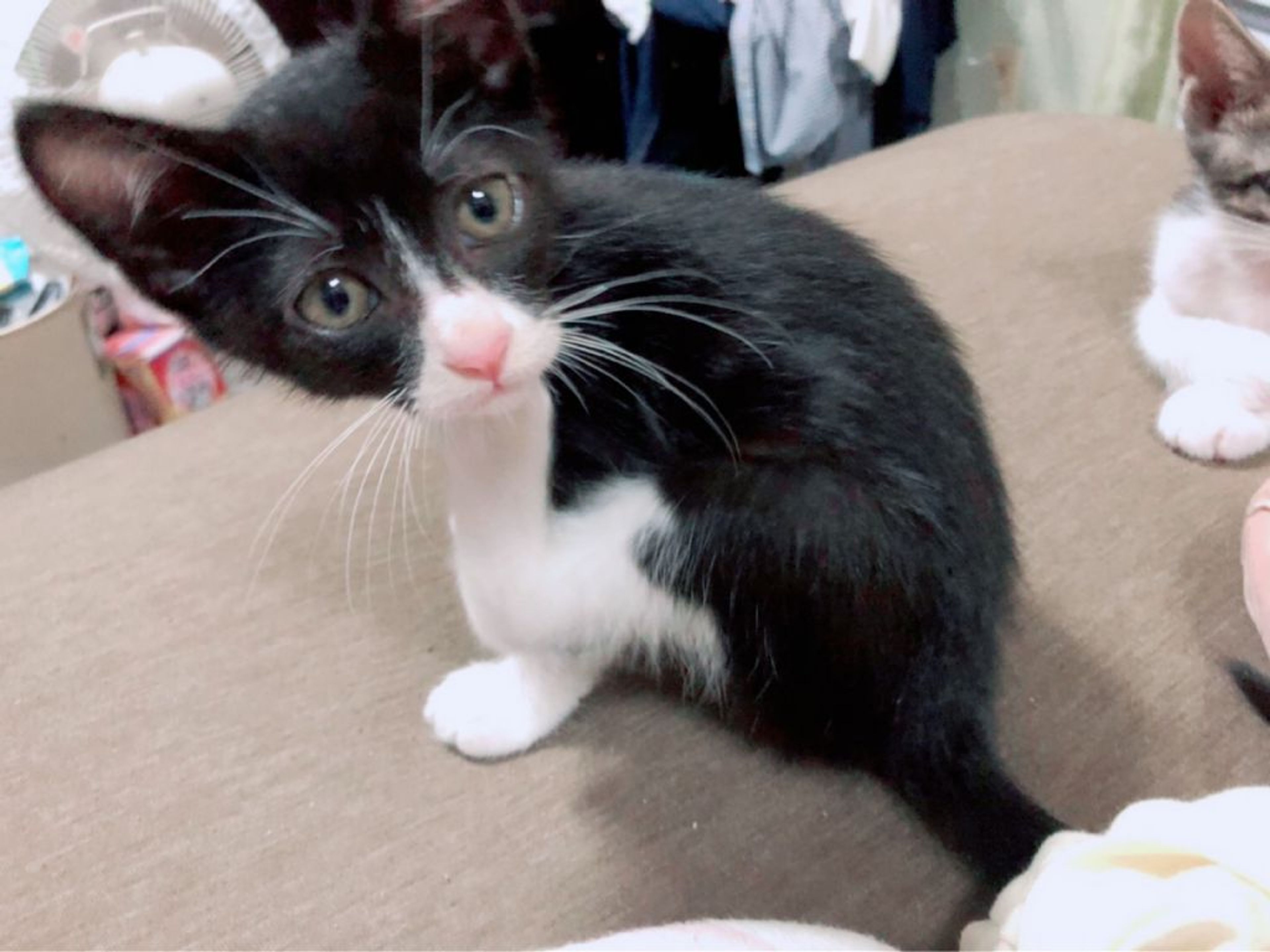 pet-image-3
