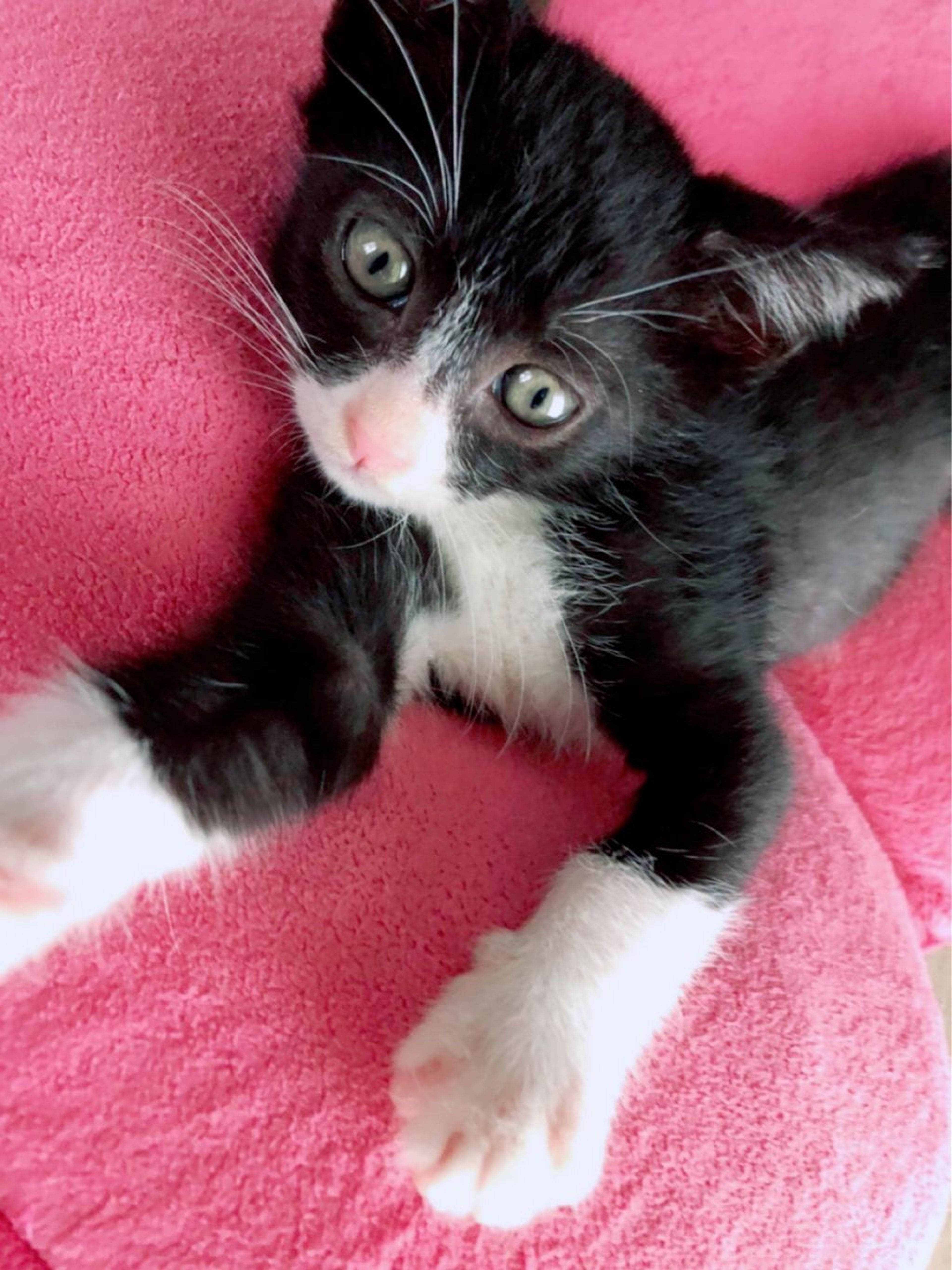 pet-image-6