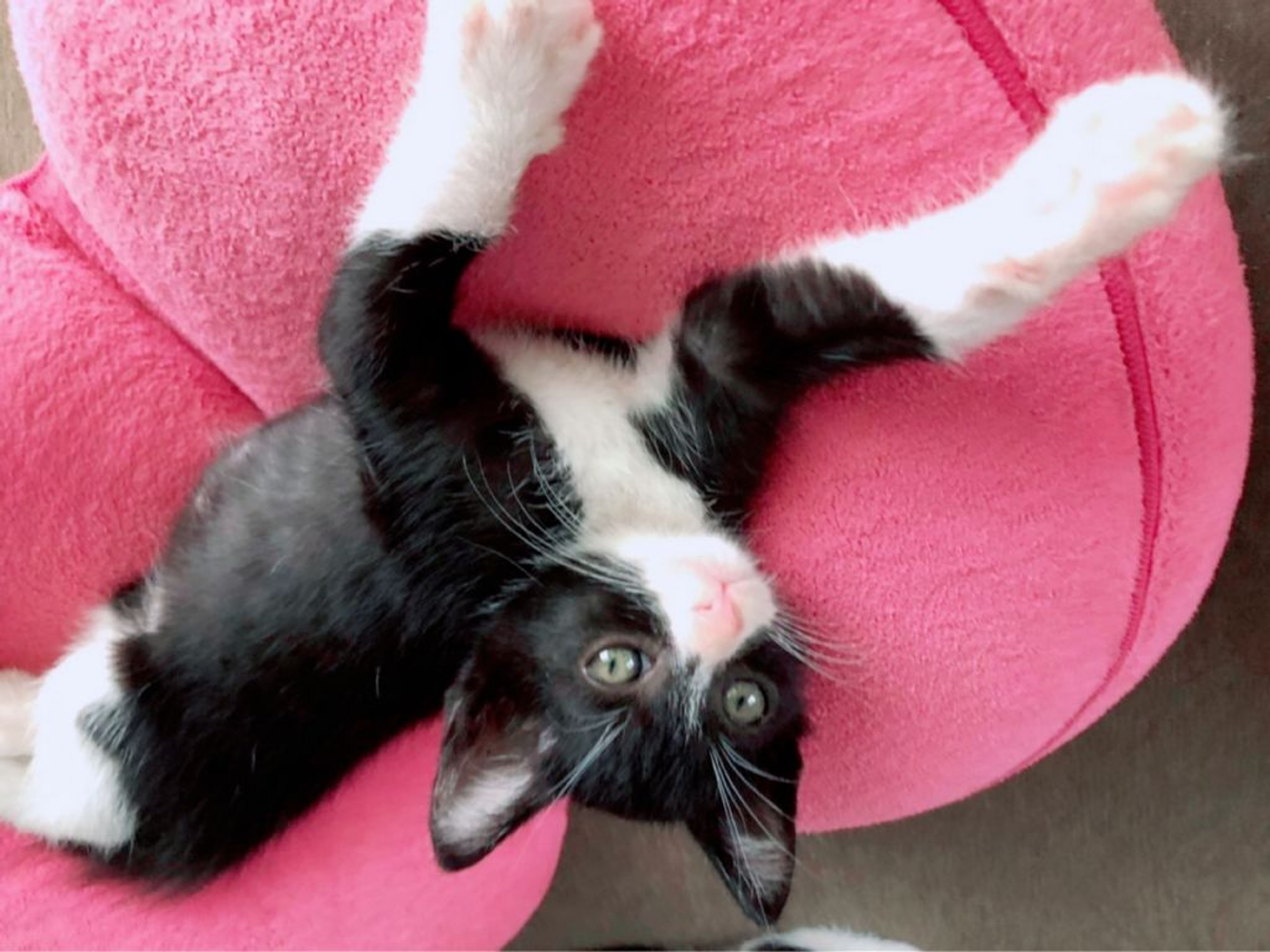 pet-image-7