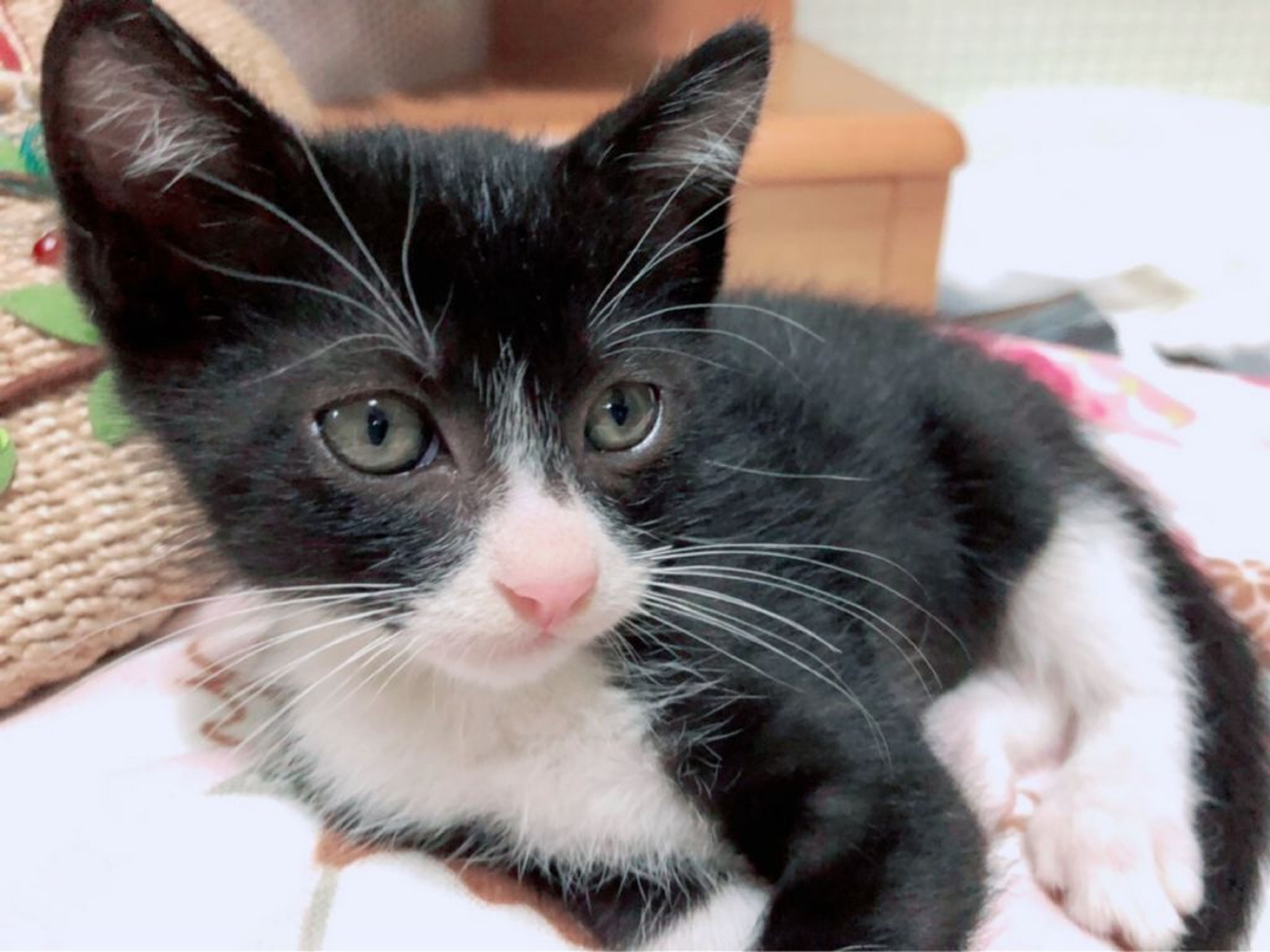 pet-image-8