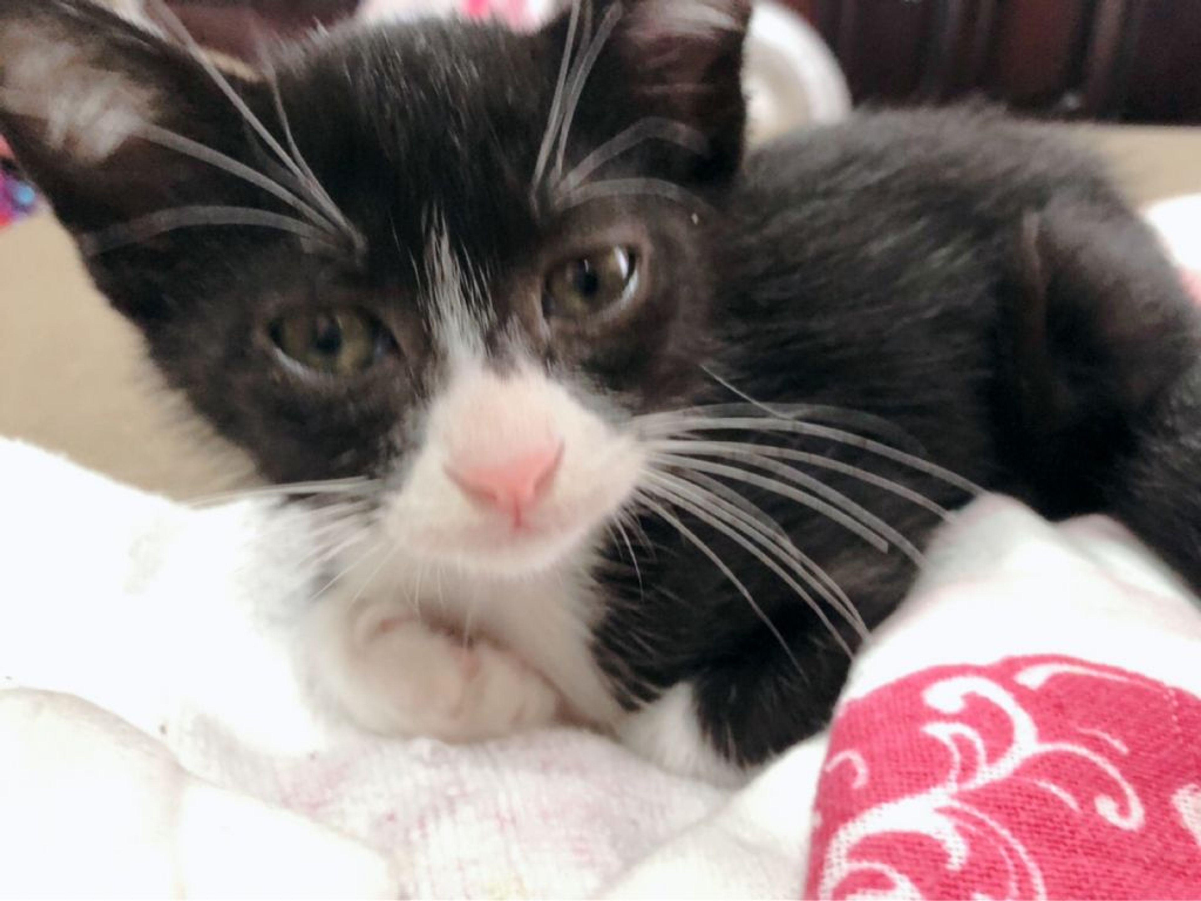 pet-image-9
