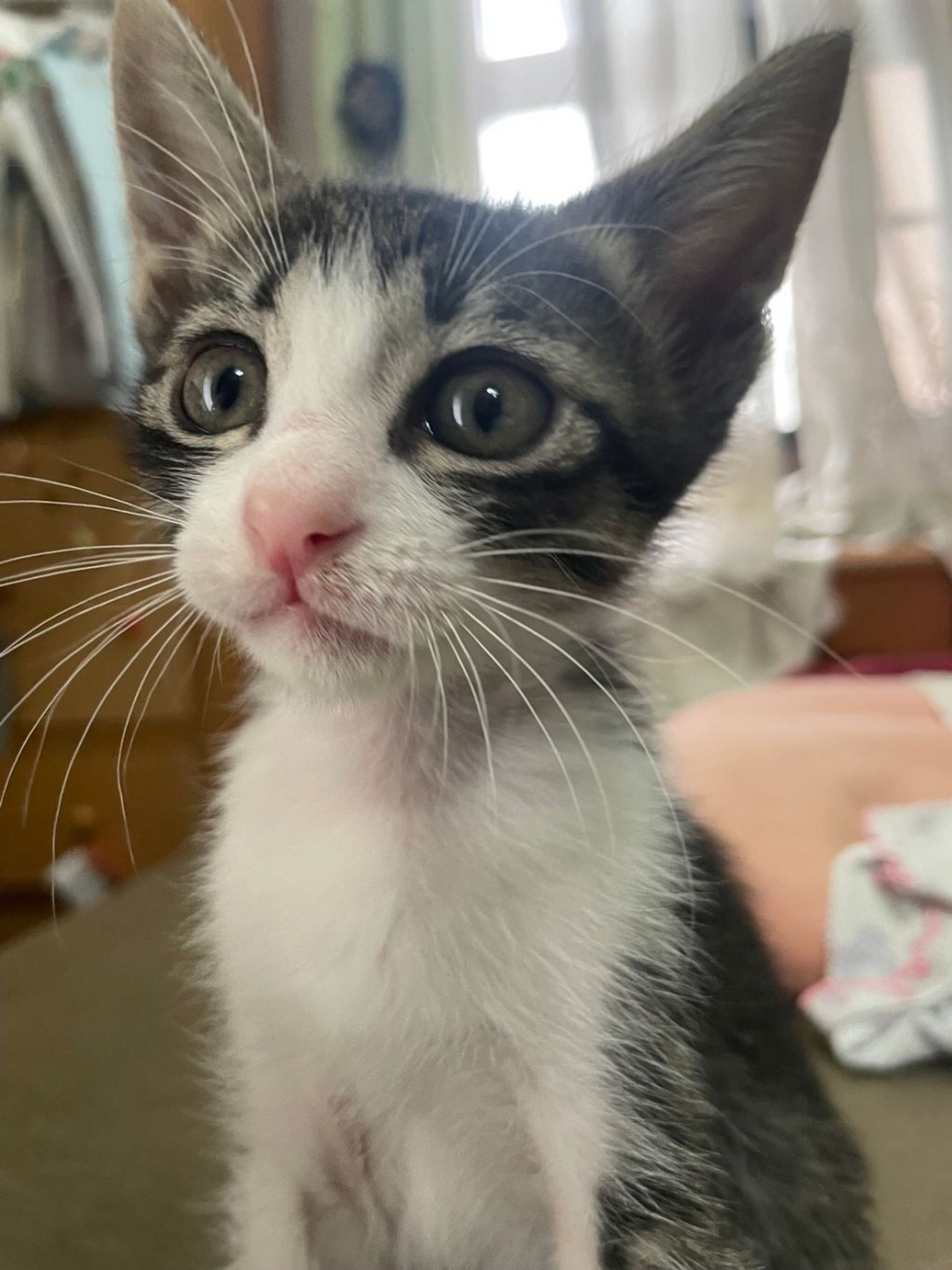 pet-image-2
