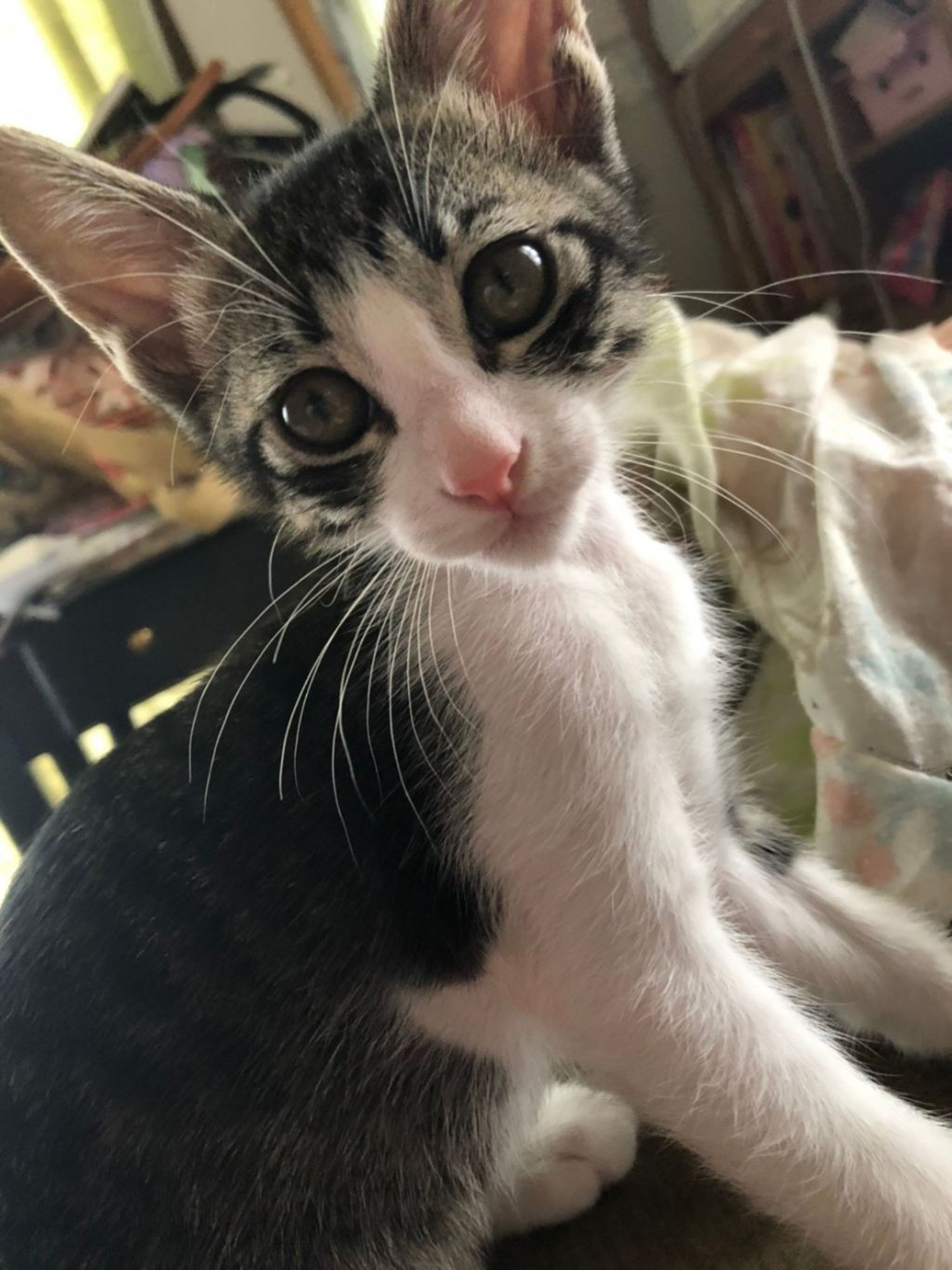 pet-image-3