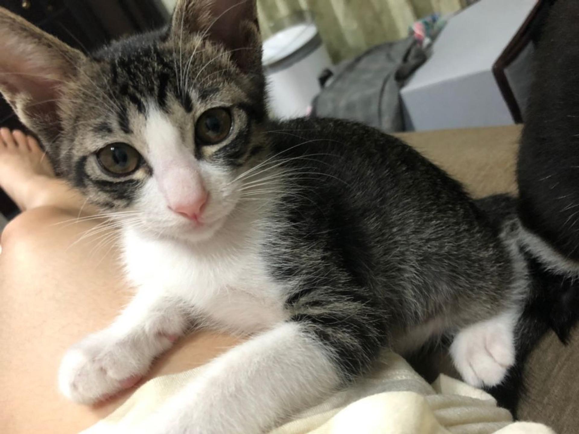 pet-image-5