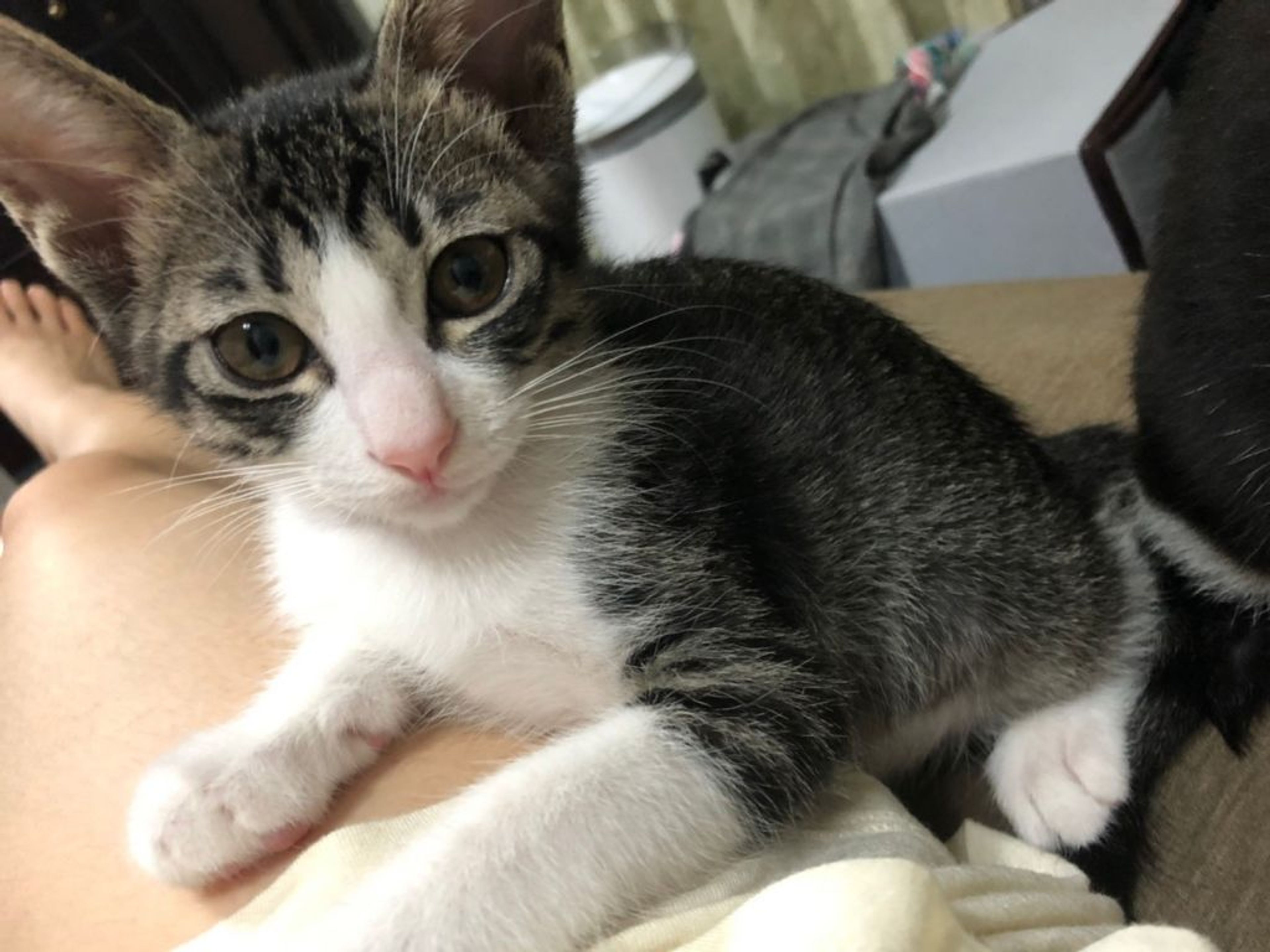 pet-image-5