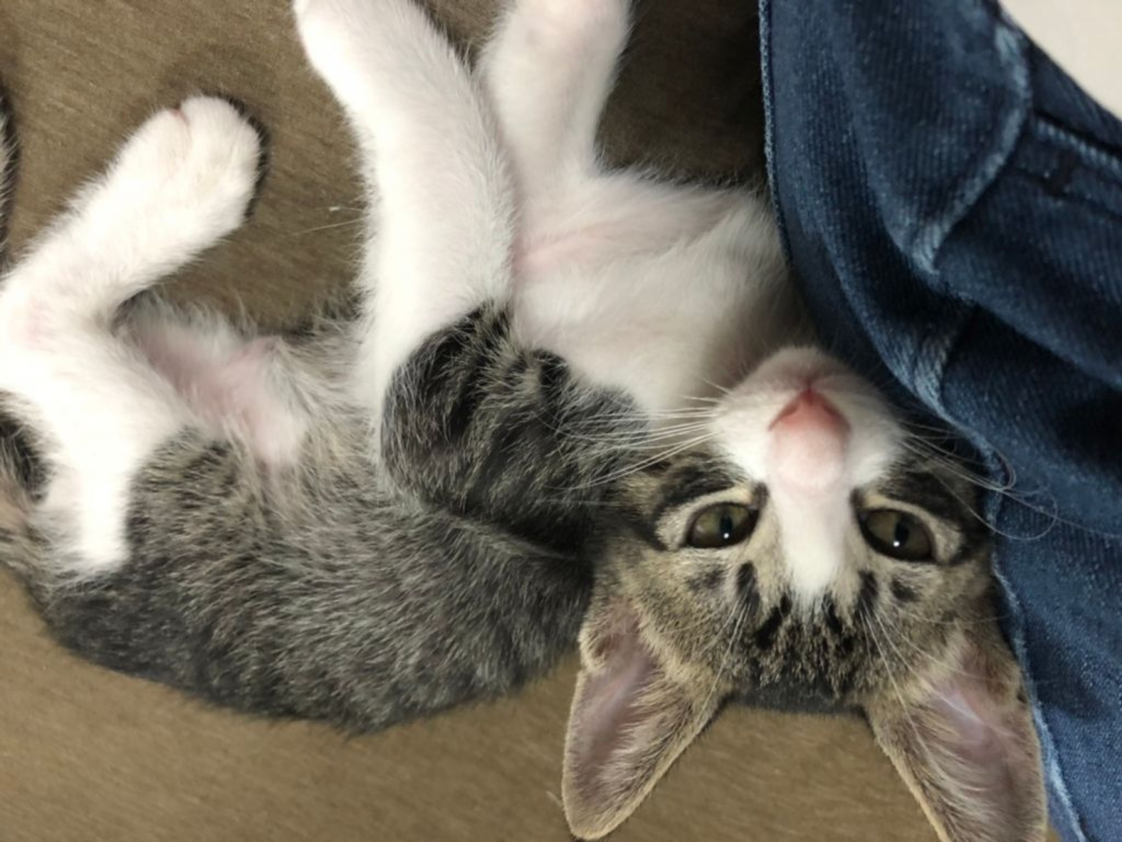 pet-image-7