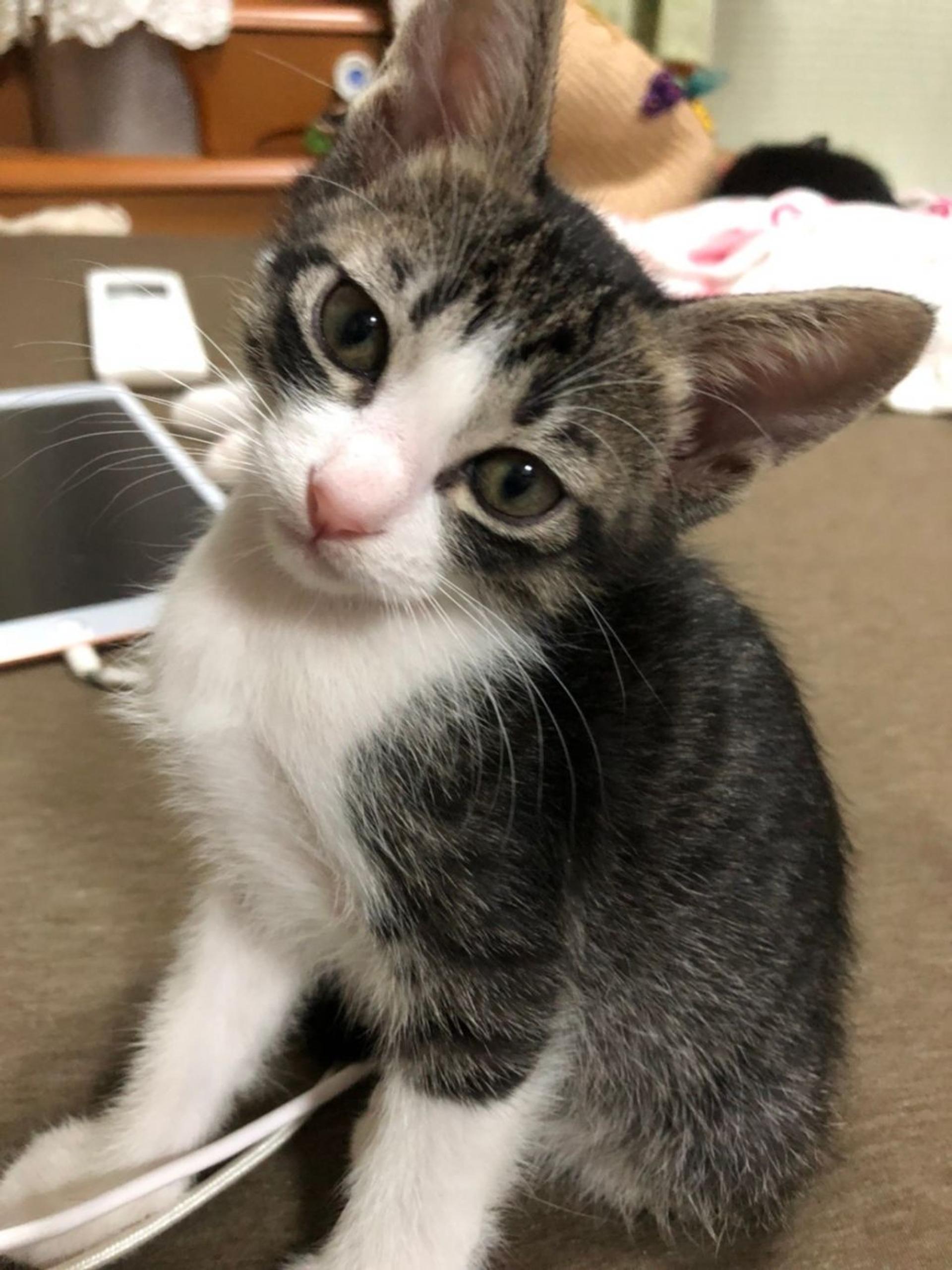 pet-image-8