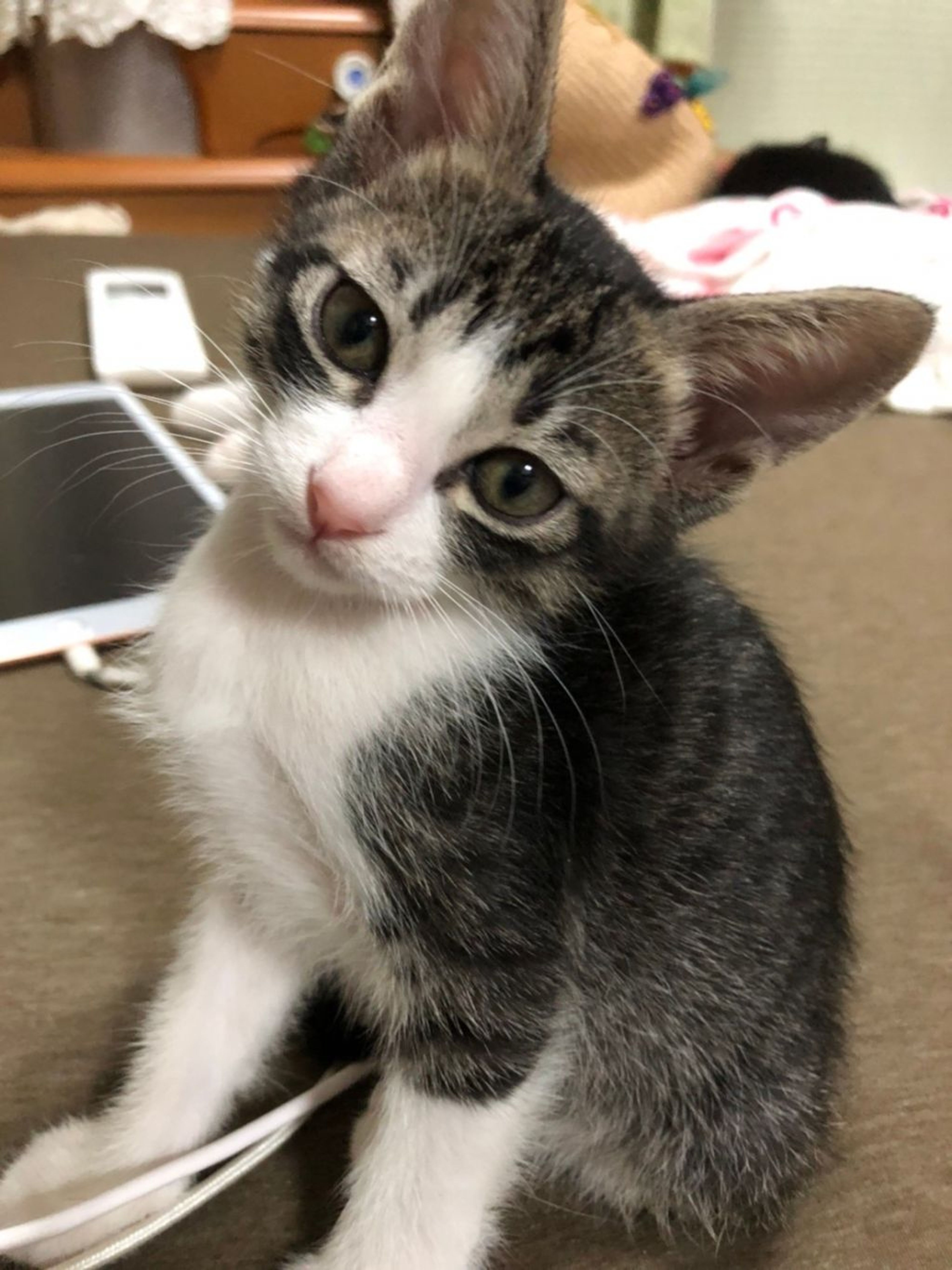 pet-image-8