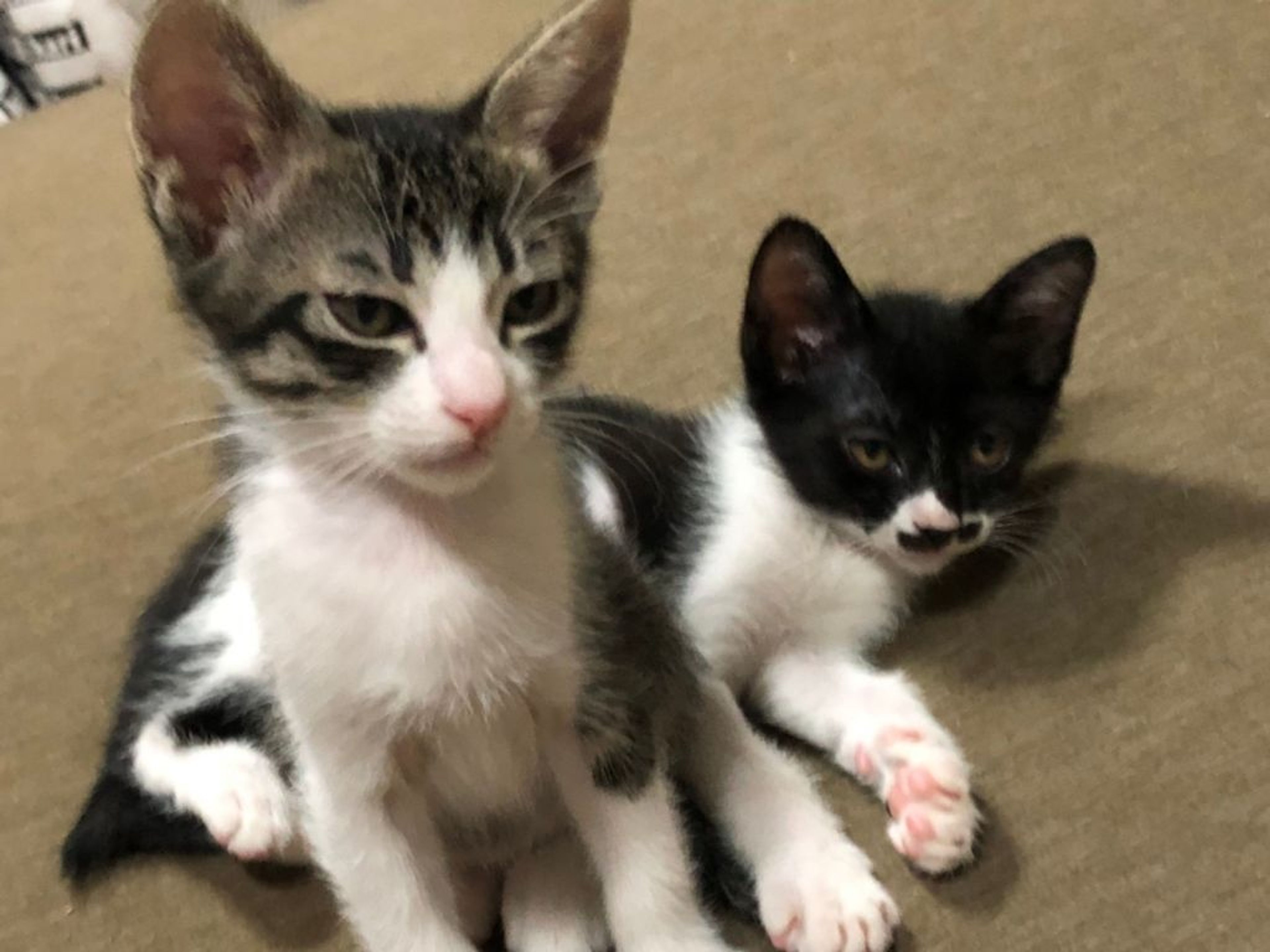 pet-image-9