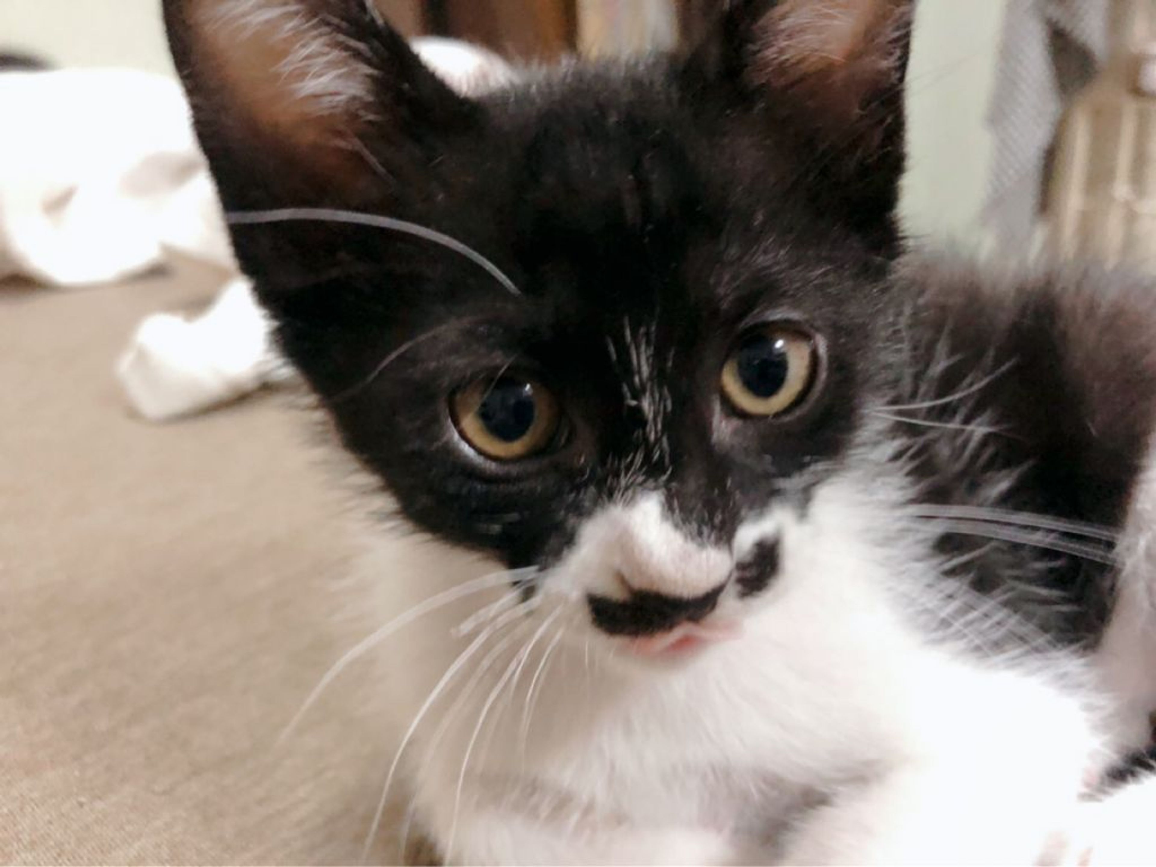 pet-image-2