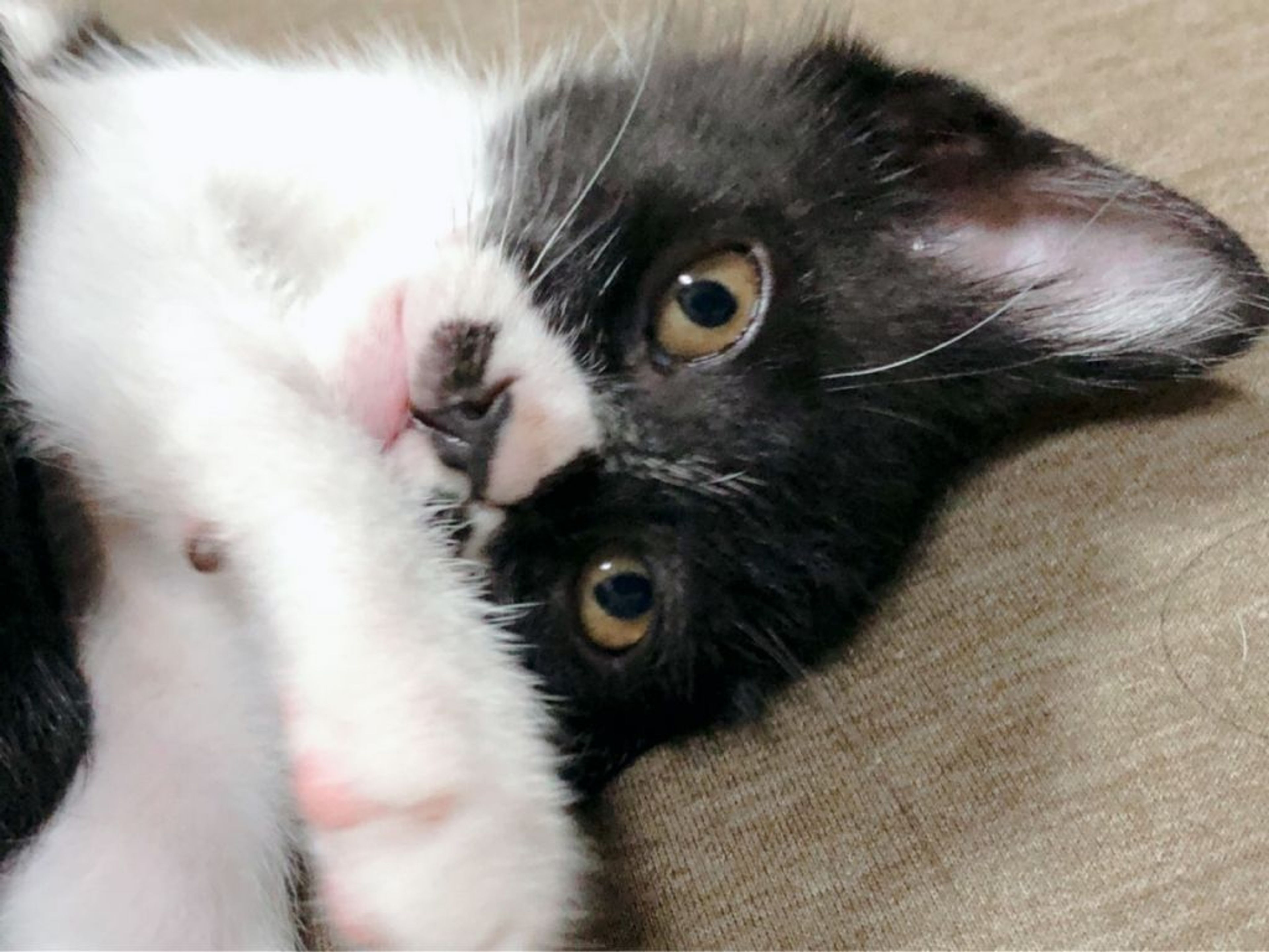 pet-image-3