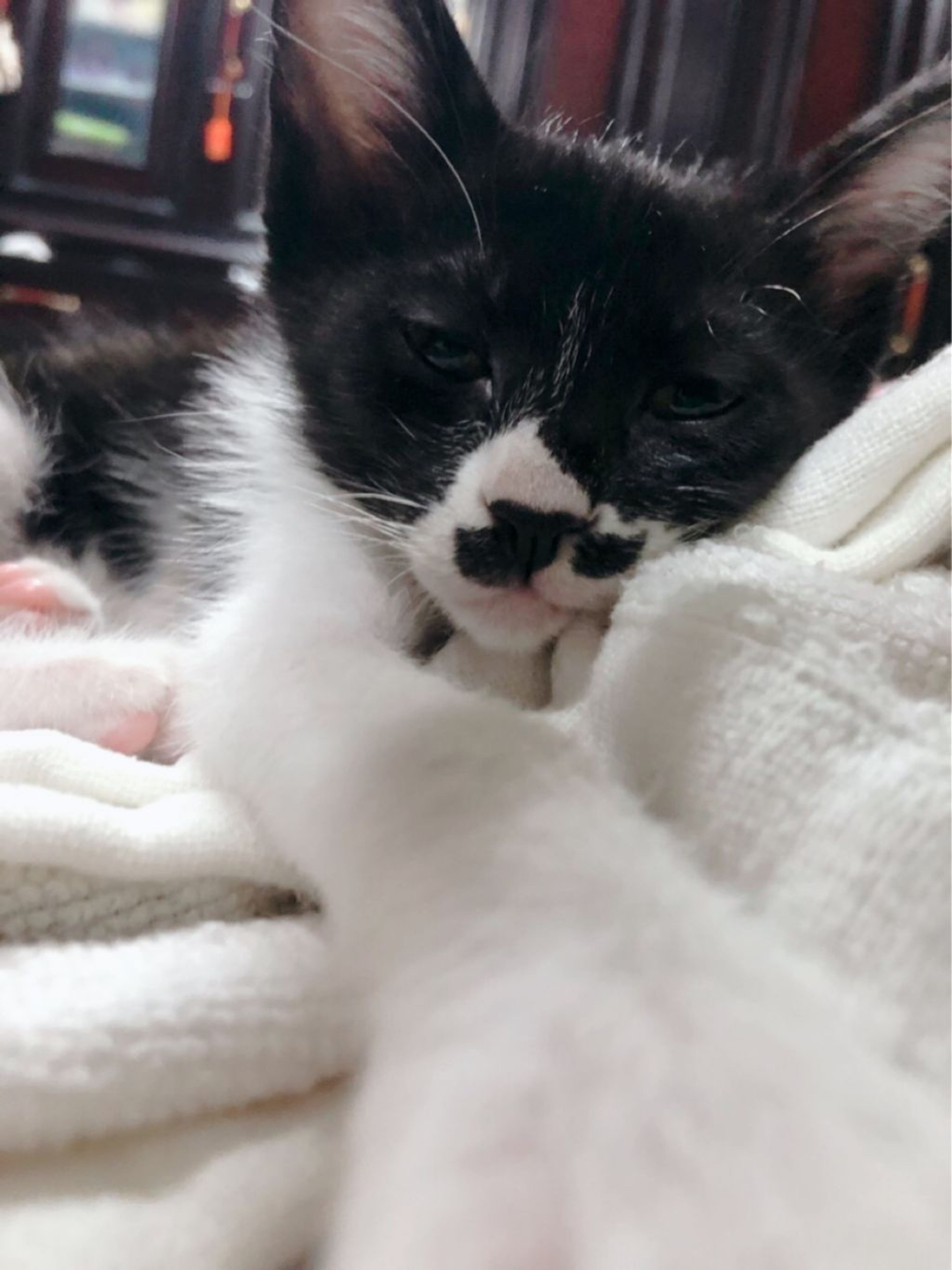 pet-image-6