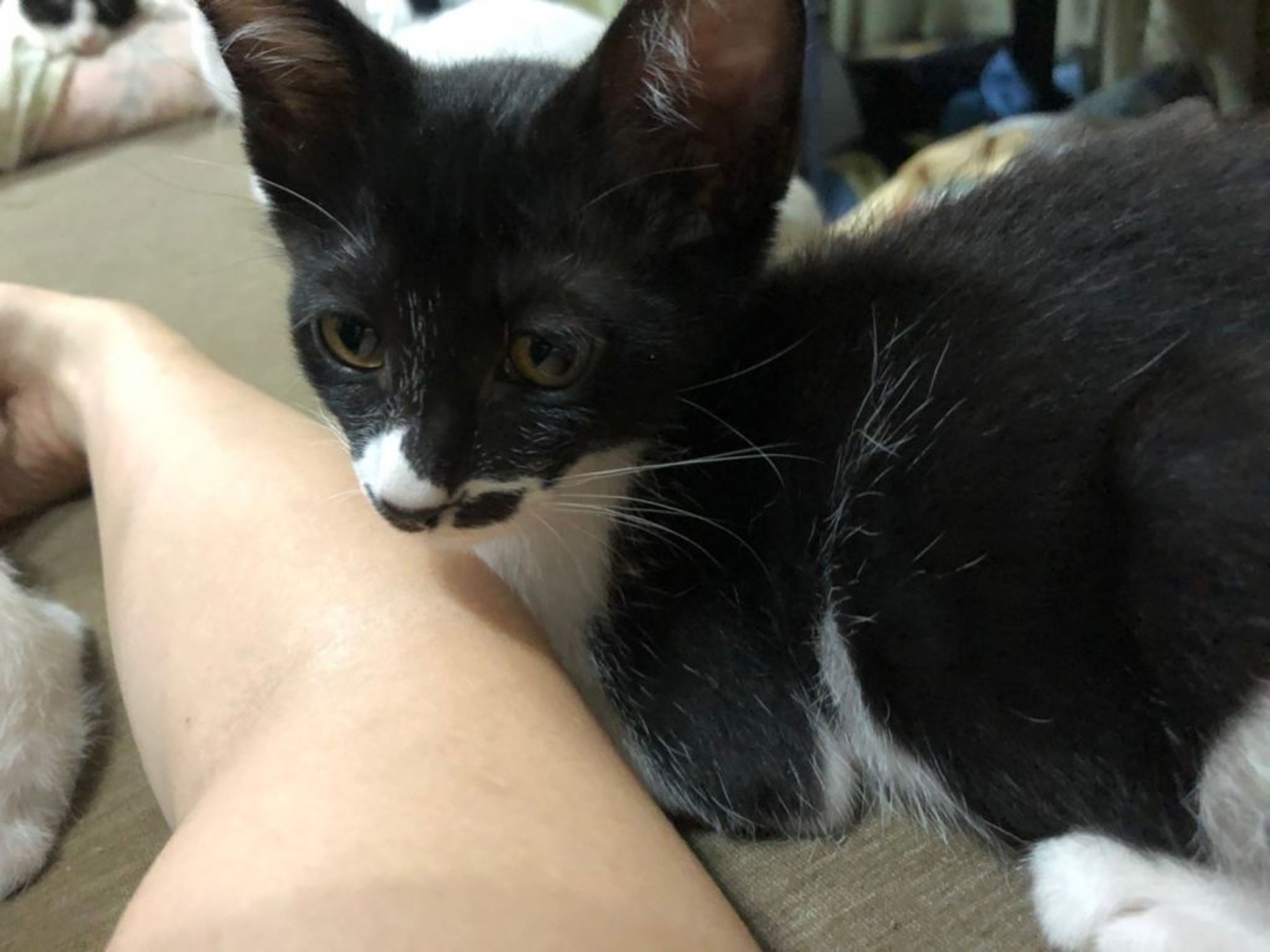 pet-image-7