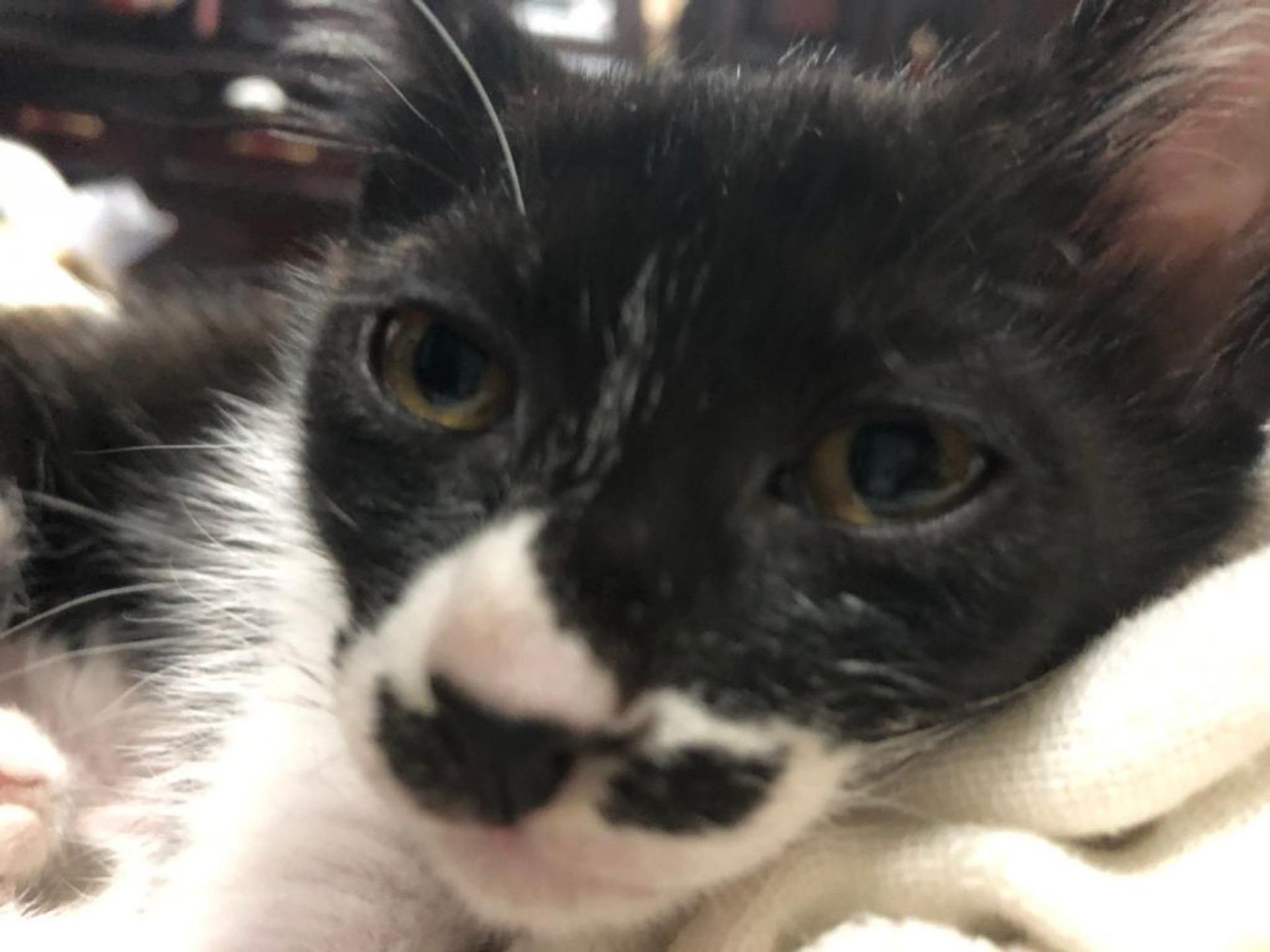 pet-image-8